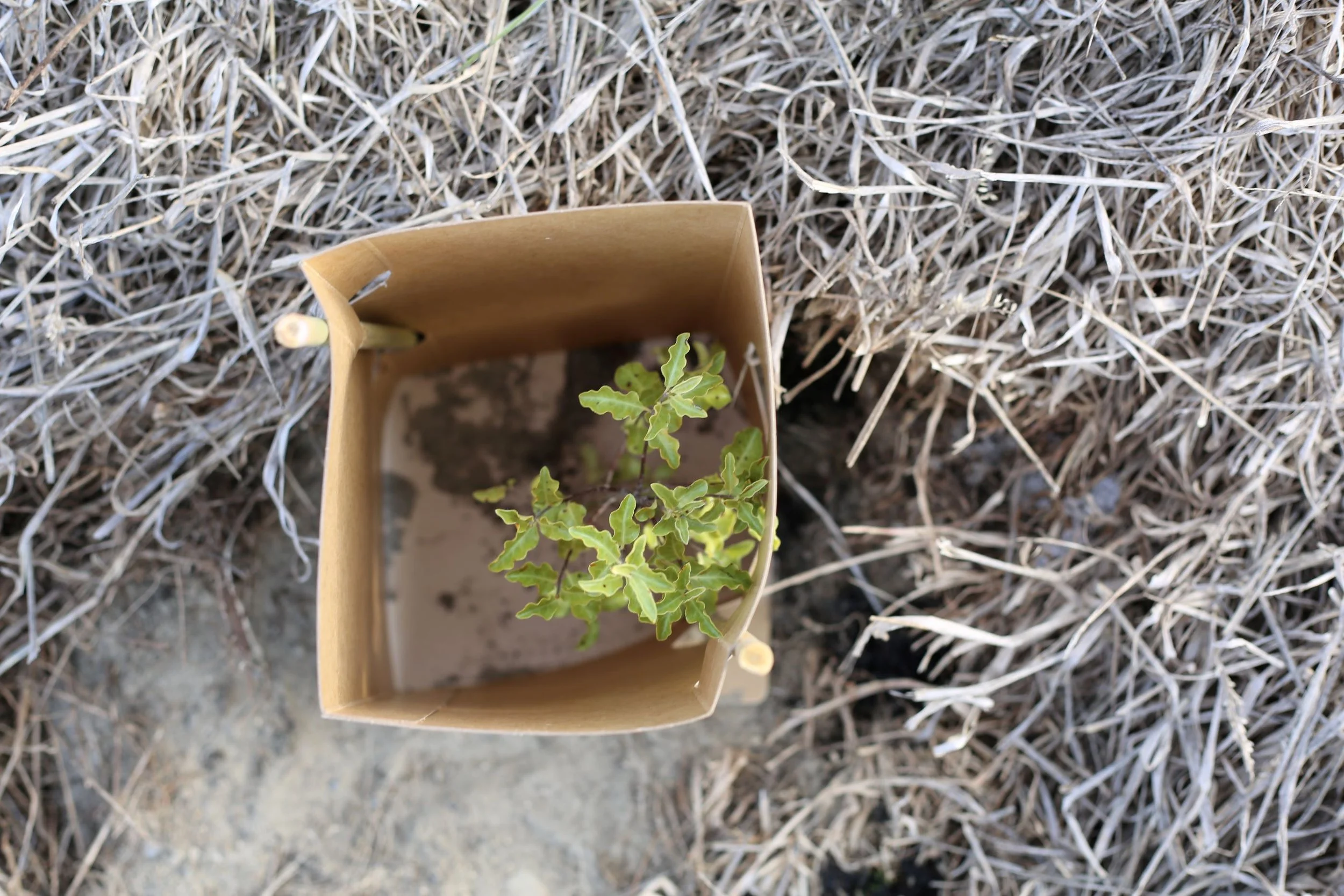 Enviroguard in the wild 2 resized.JPG