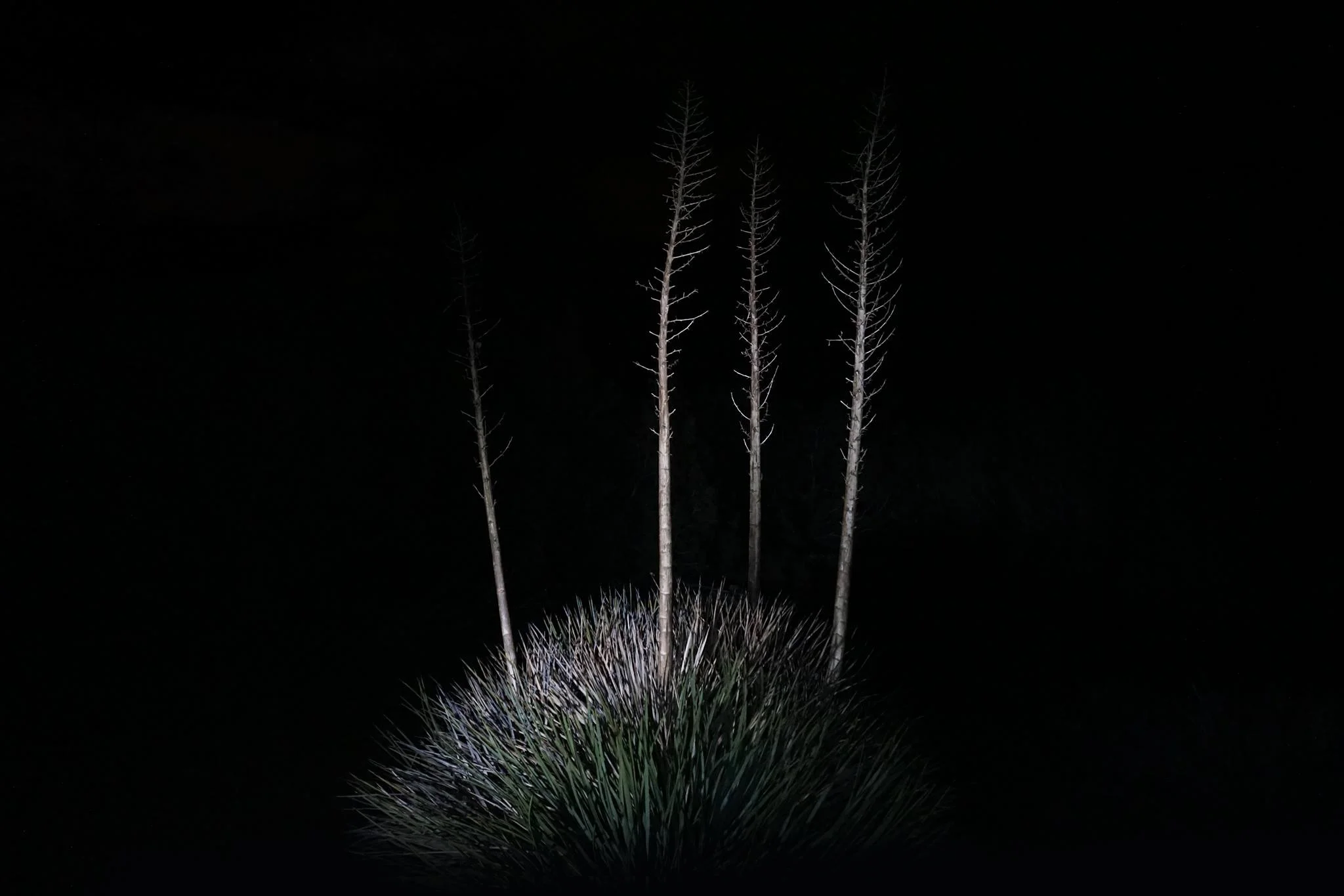 Artwork, Photography, & Design by Max Moriyama & Athena Wisotsky. 