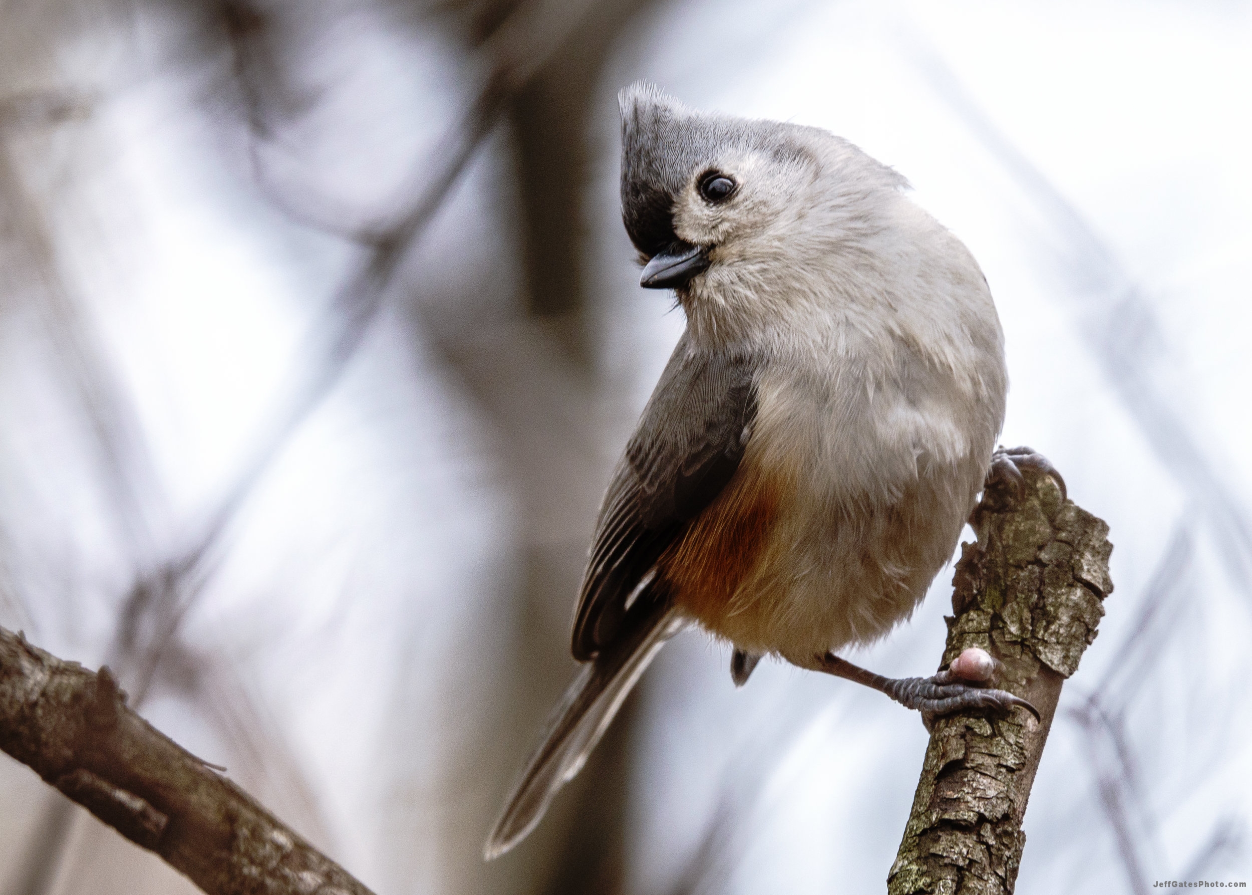 Tufted Titmouse, Central Park, NYC