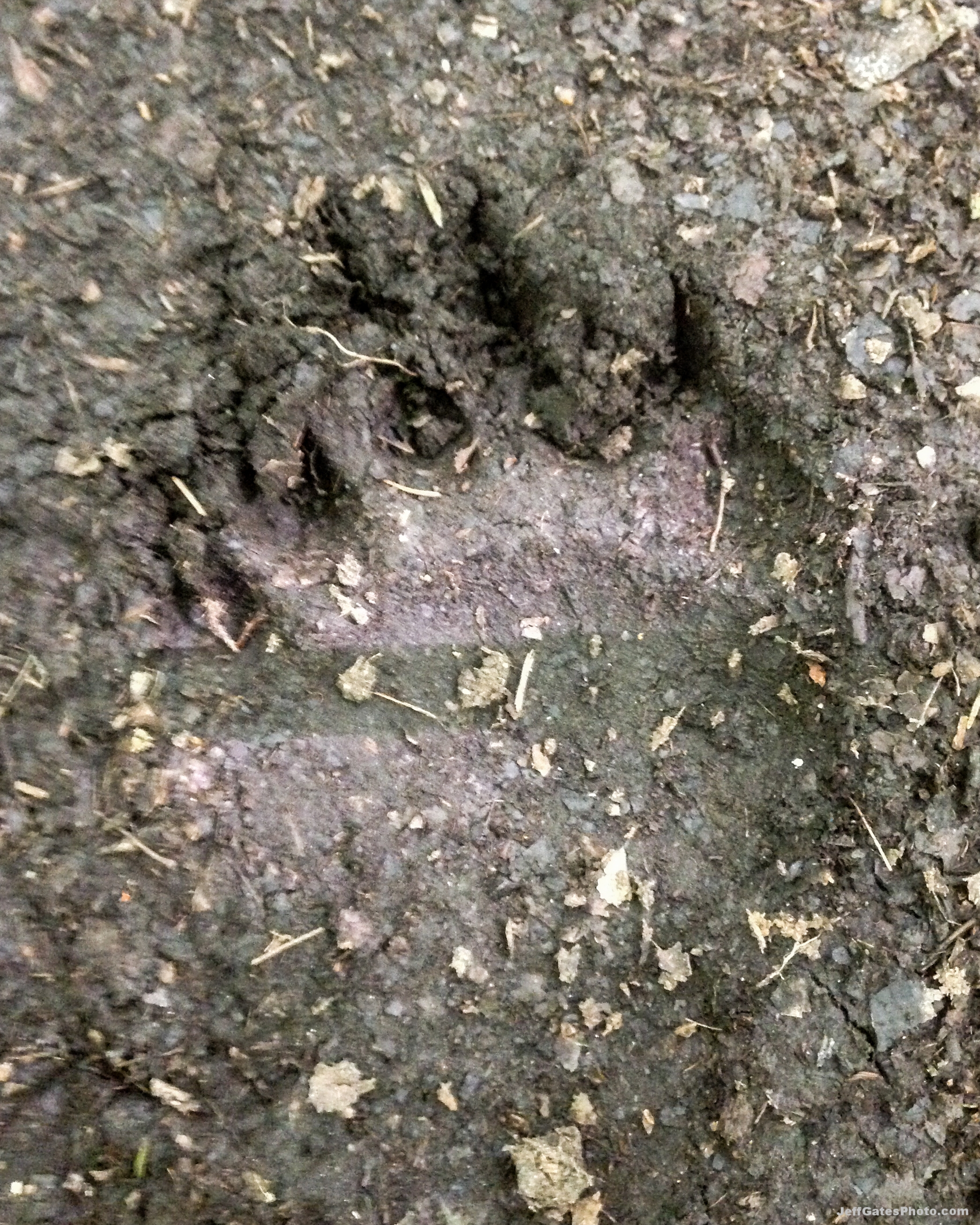 First Sign of a Bear