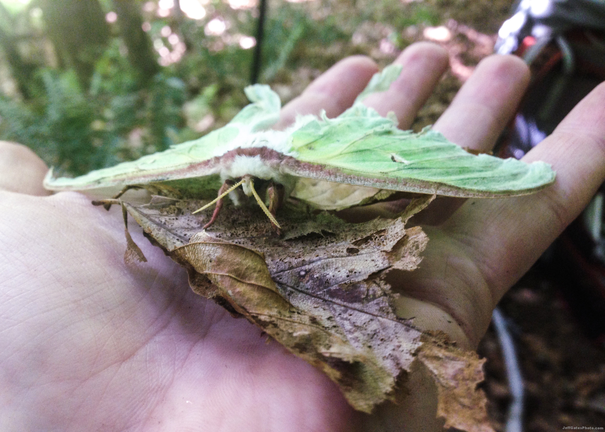 Luna Moth Near Moose Mountain
