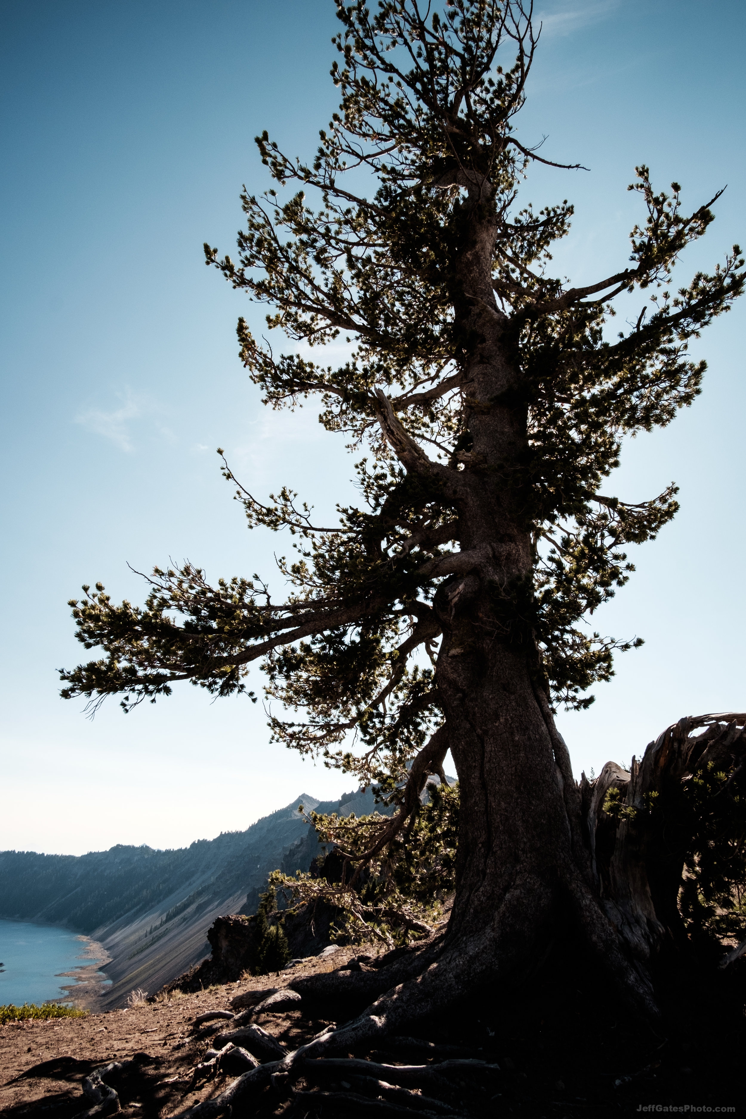 Tree on the Rim