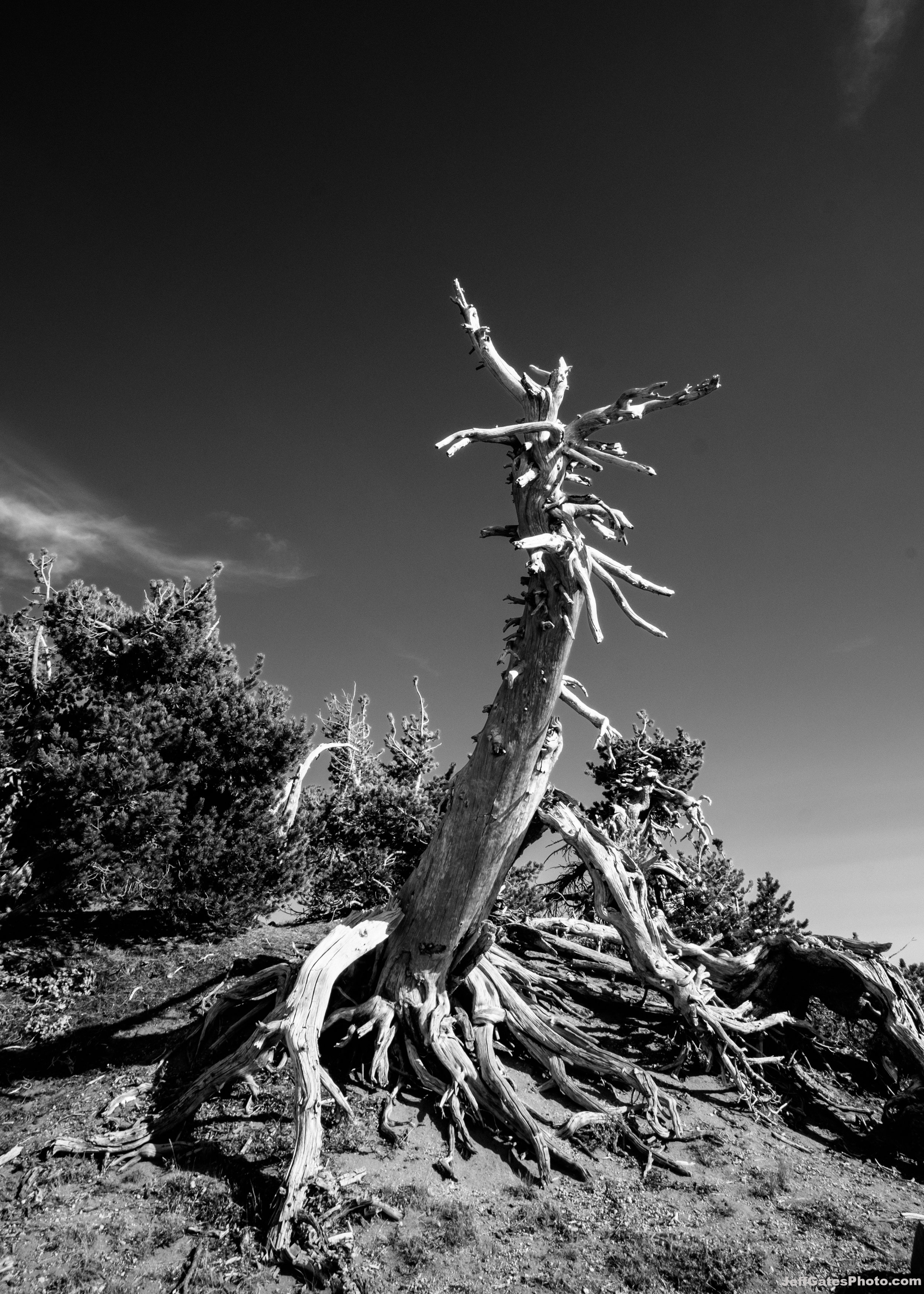 Twisted Tree on the Rim