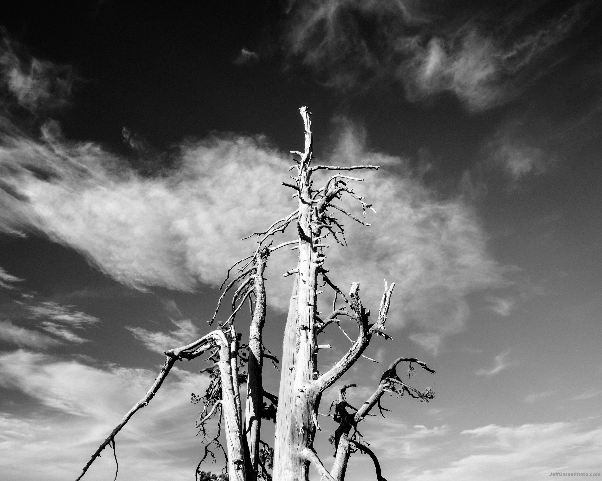 Tree in the Clouds