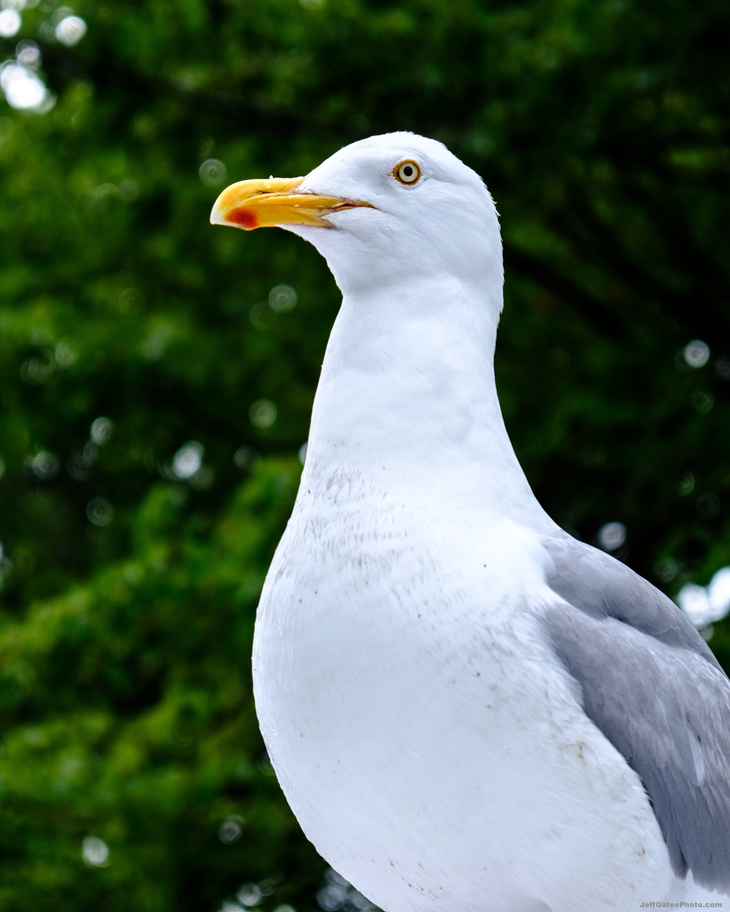 Seagull in Acadia