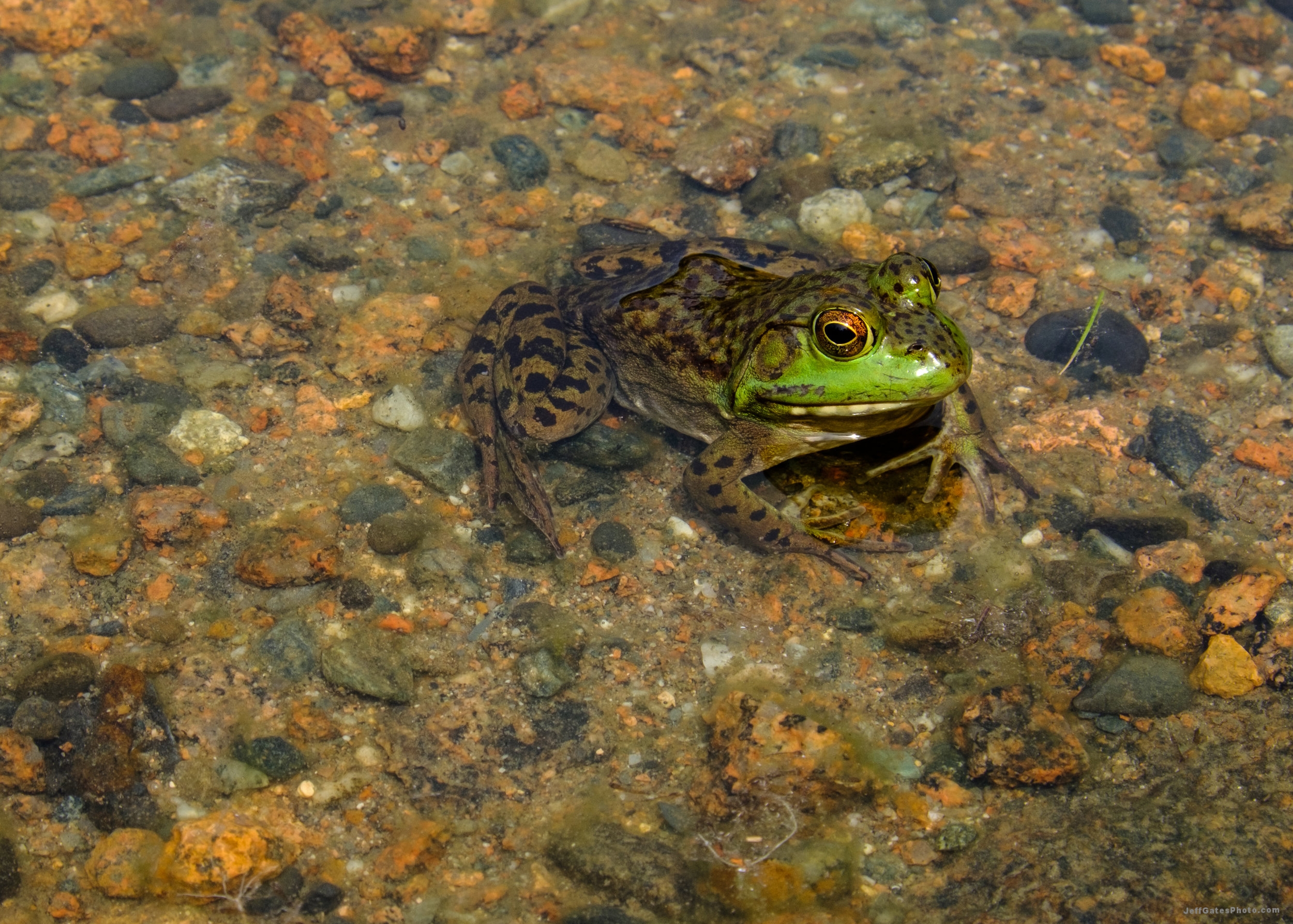 Frog at Jordan Pond