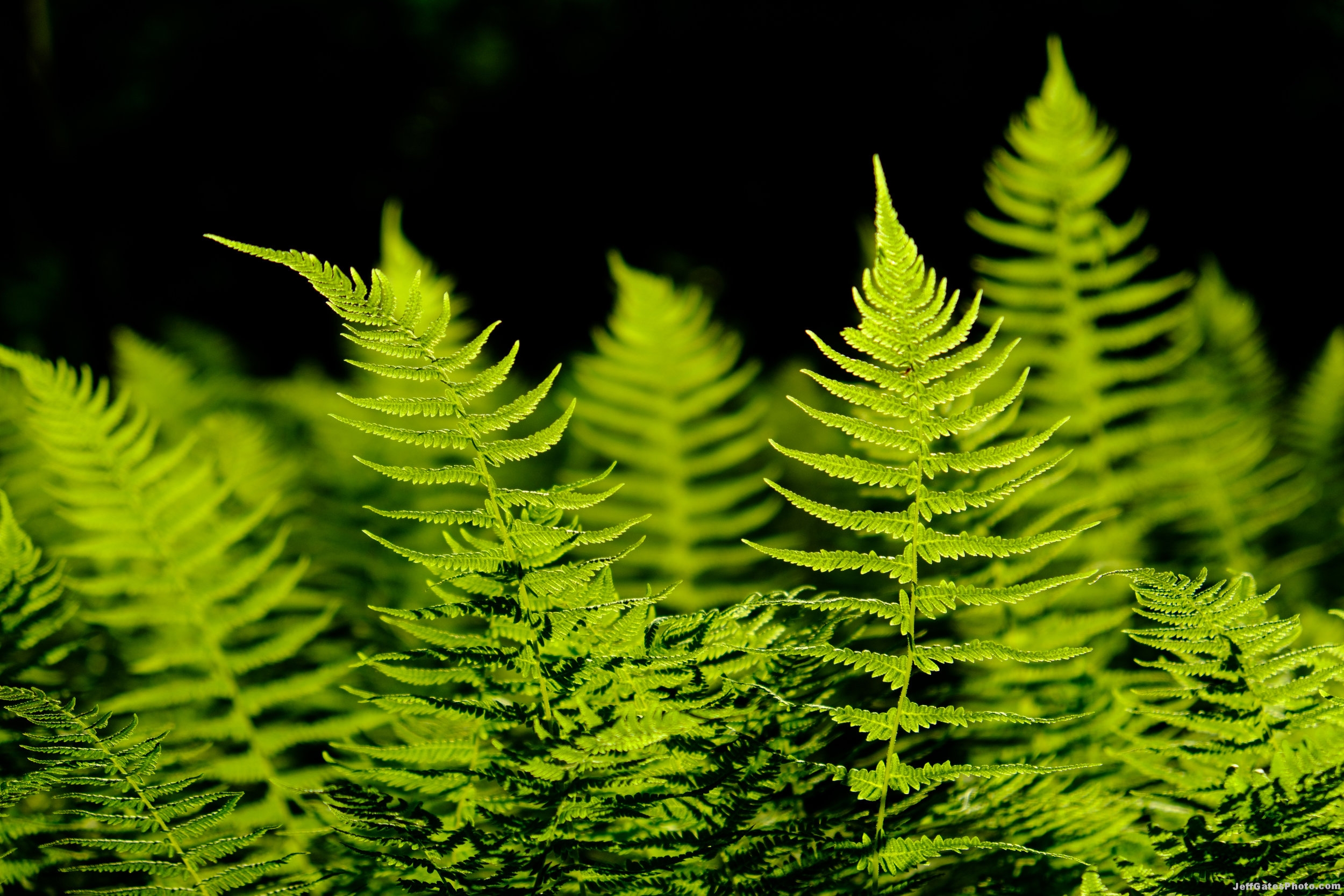 Wild Gardens of Acadia