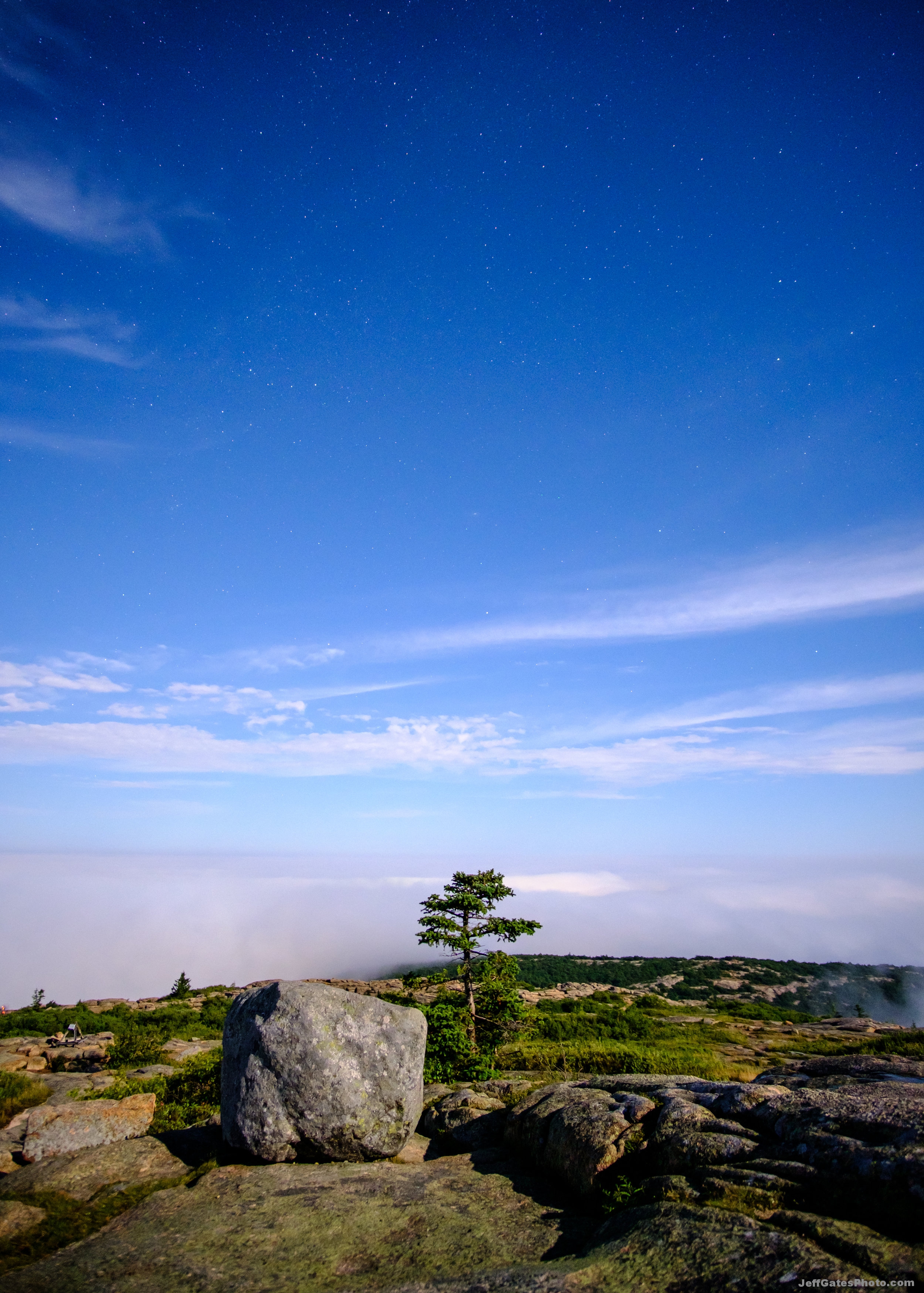 Lonely Tree on Cadillac