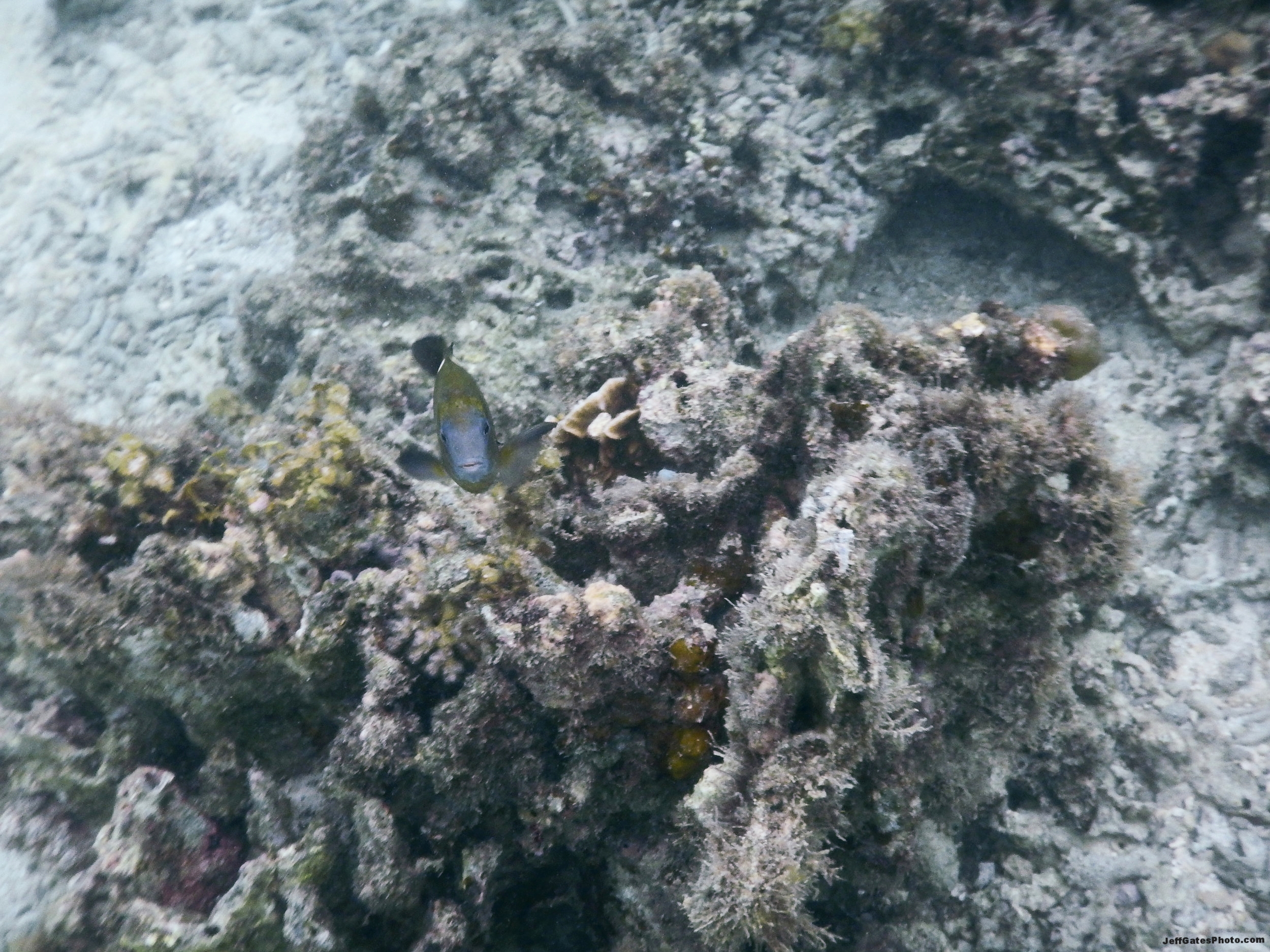 White Island Reef