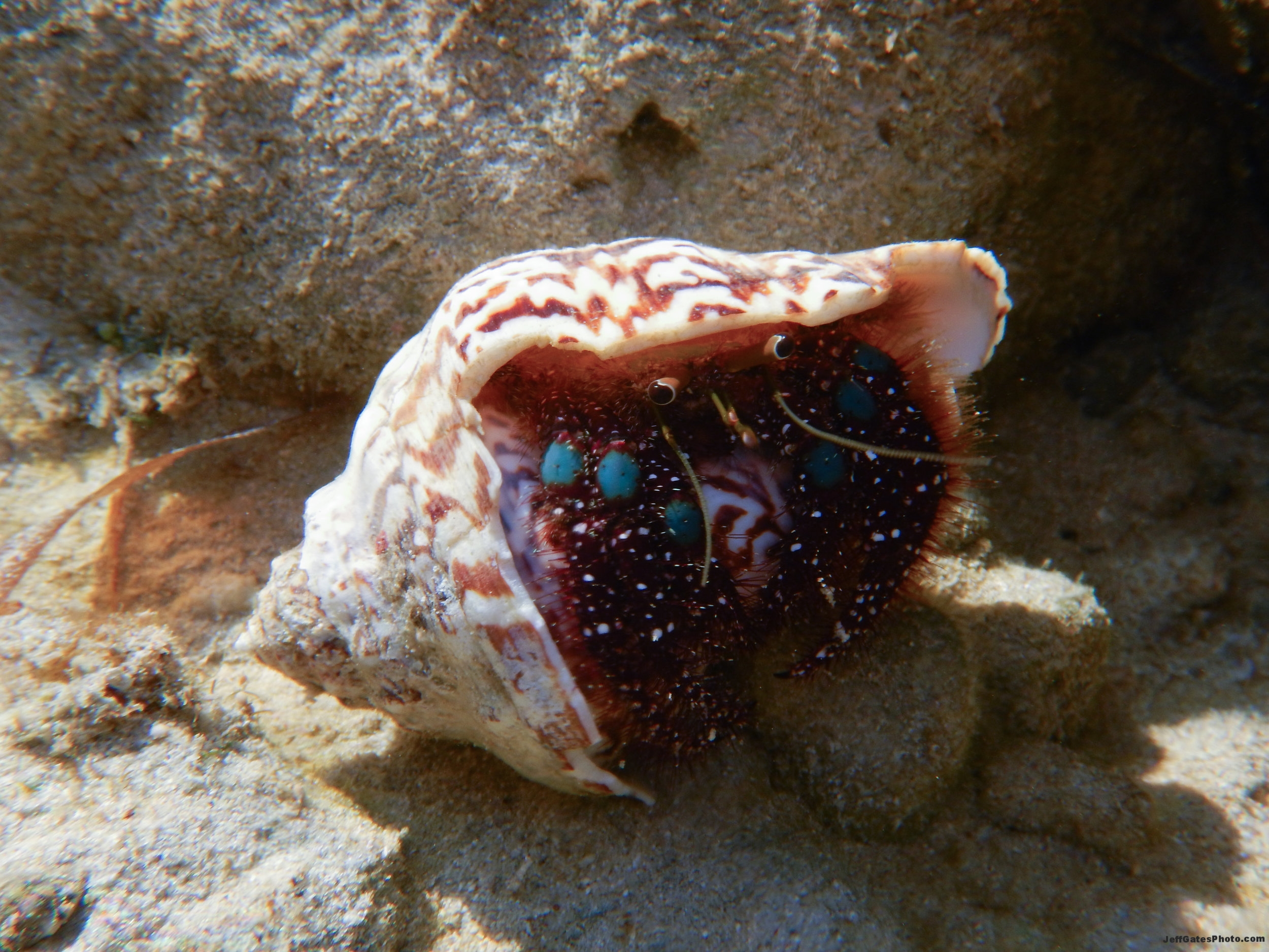 Hermit Crab in a Tide Pool
