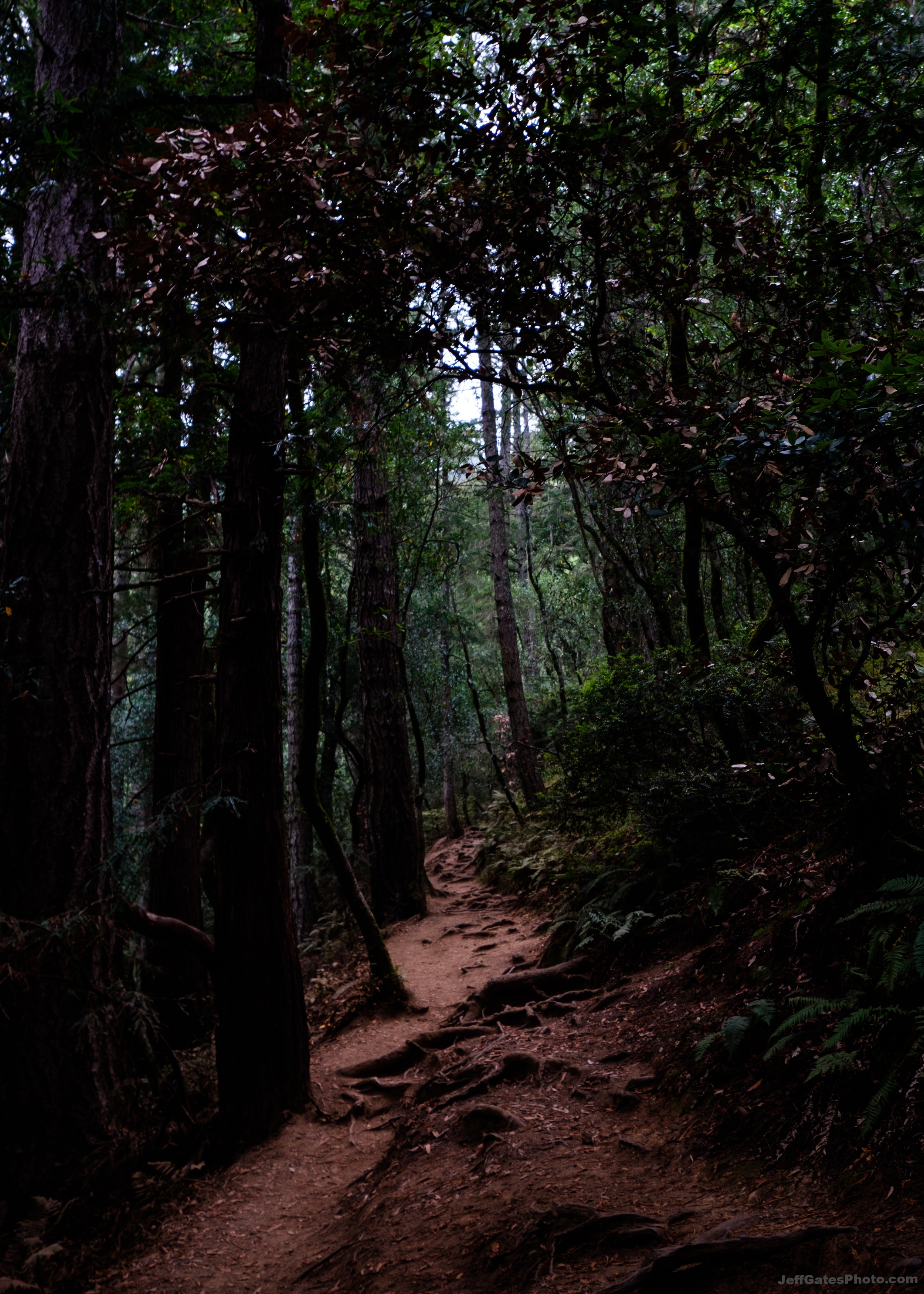A Quiet Path through the Red Woods