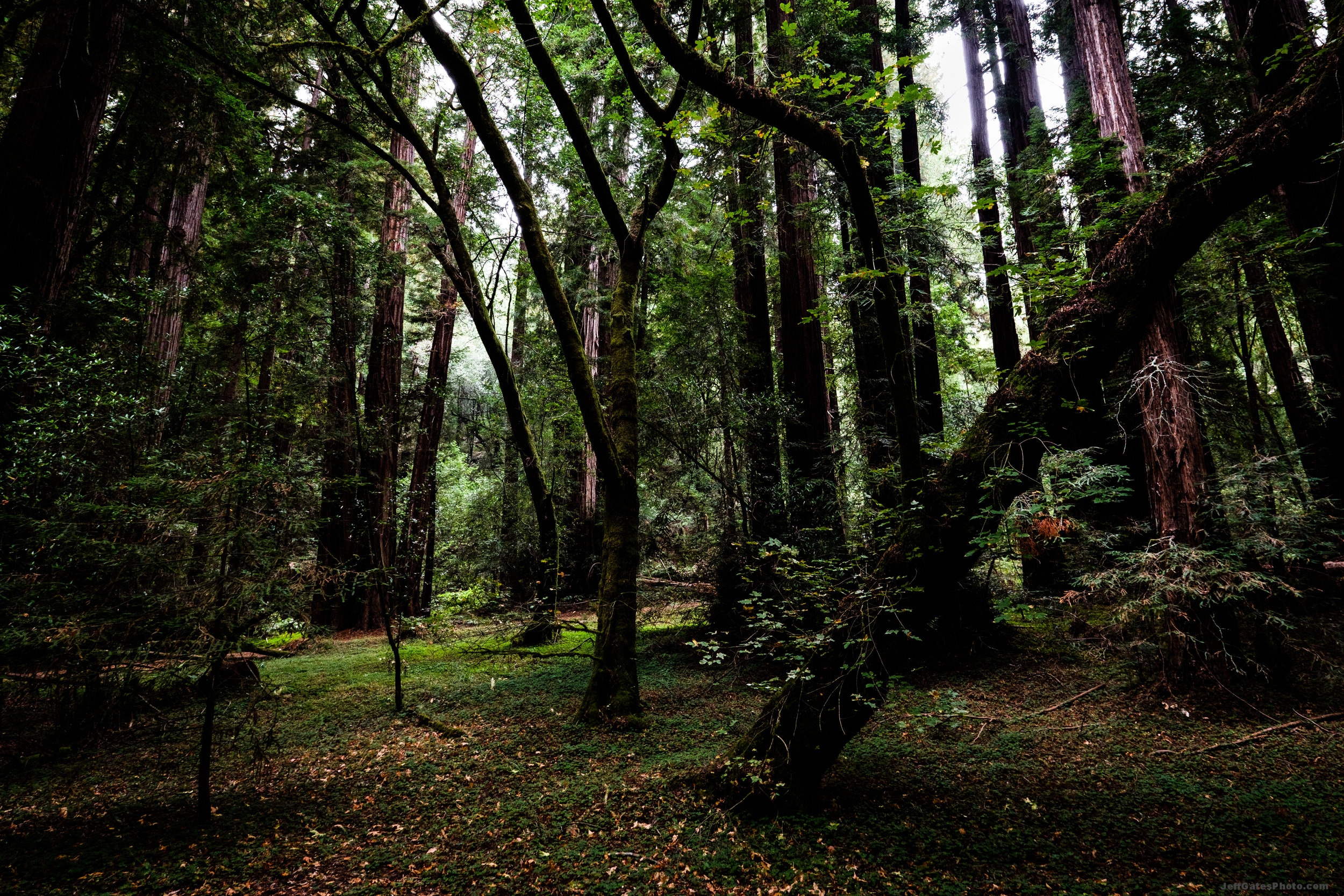 Muir Woods