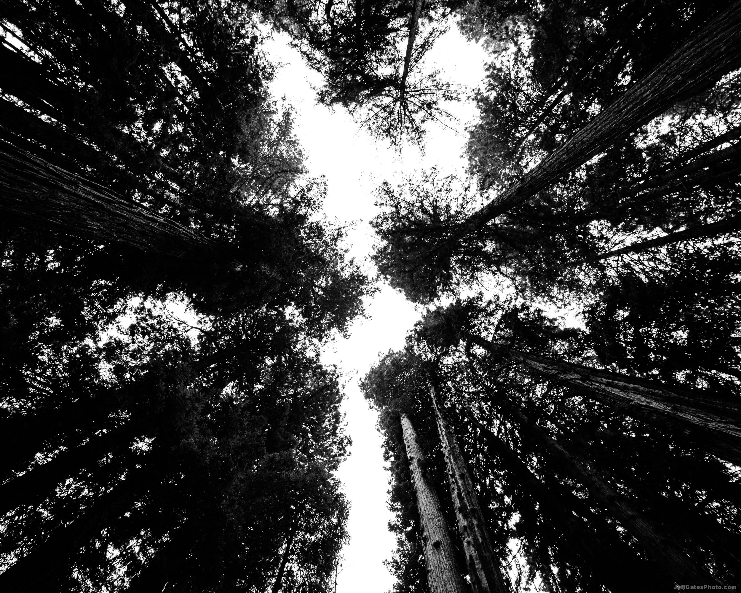 Looking up in the Muir Woods
