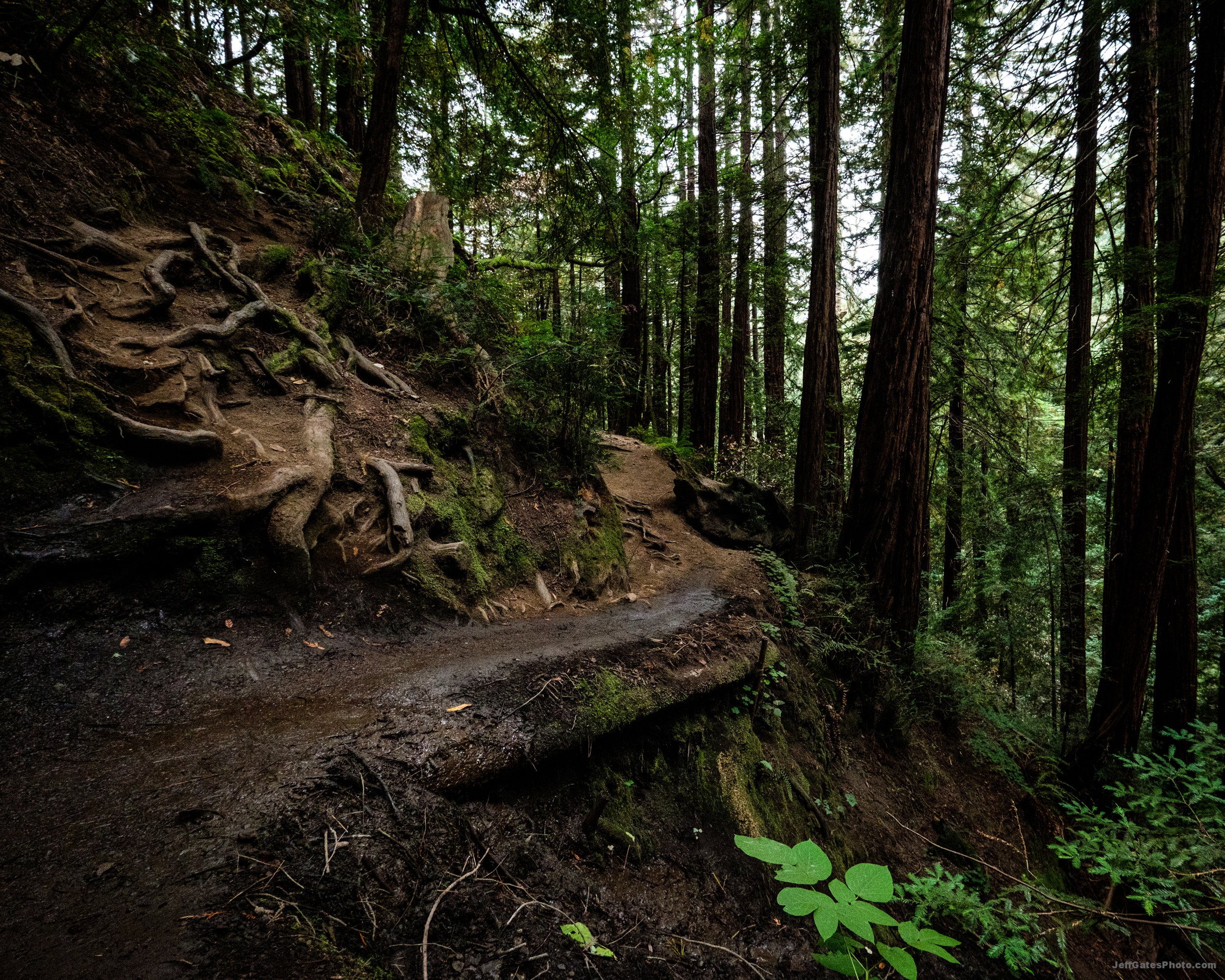 Path through the Woods
