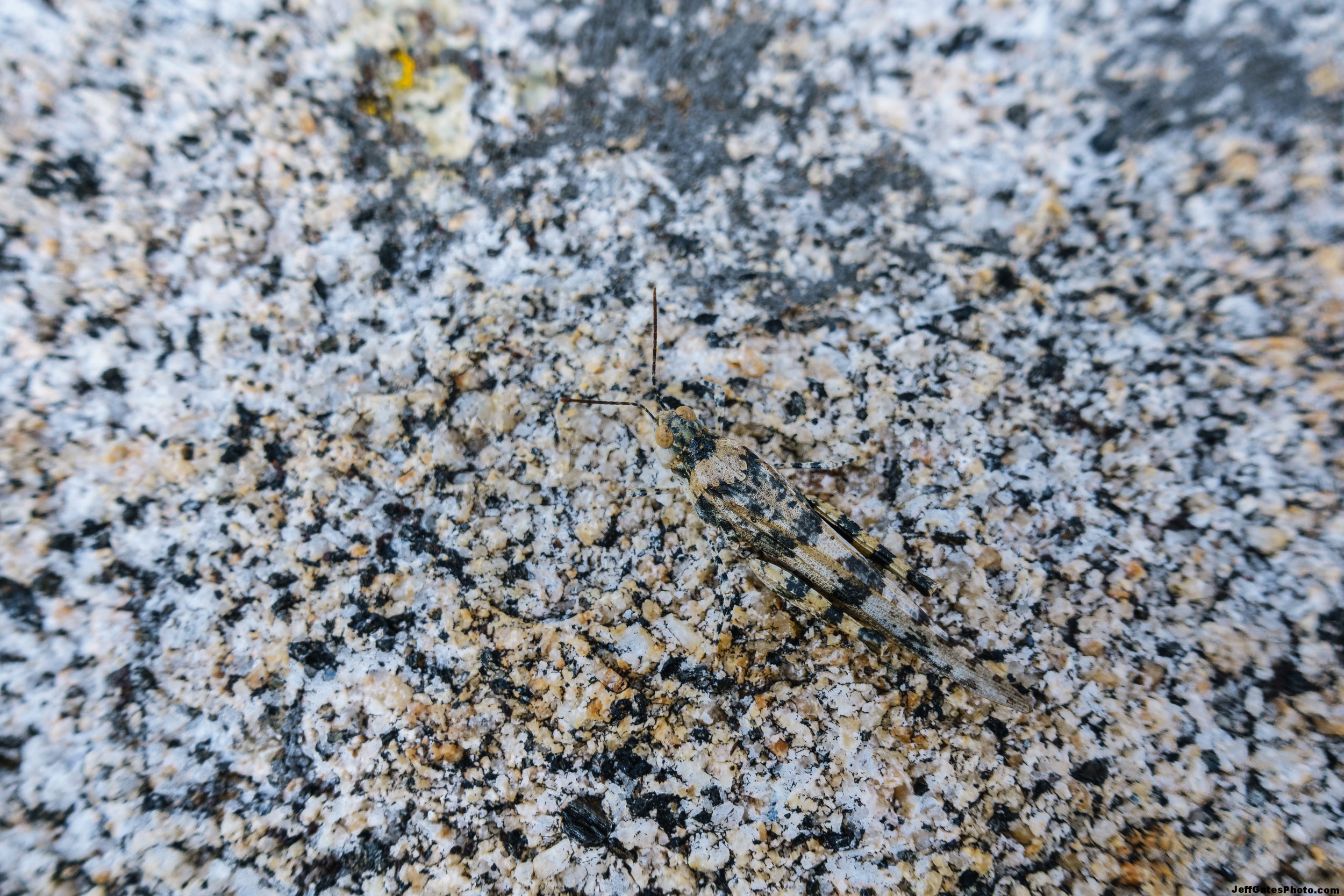 Hidden Grasshopper