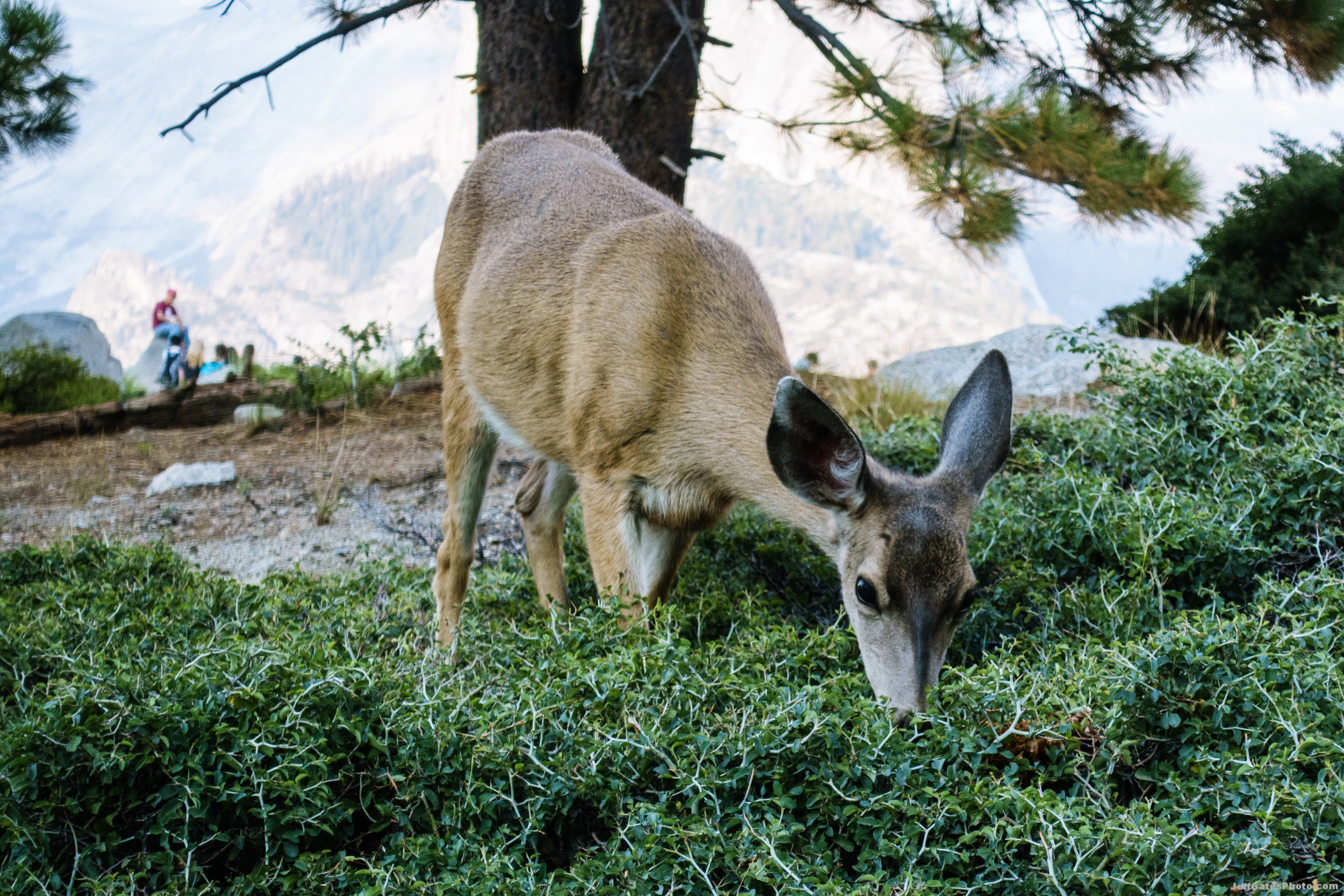 Deer at Glacier Point