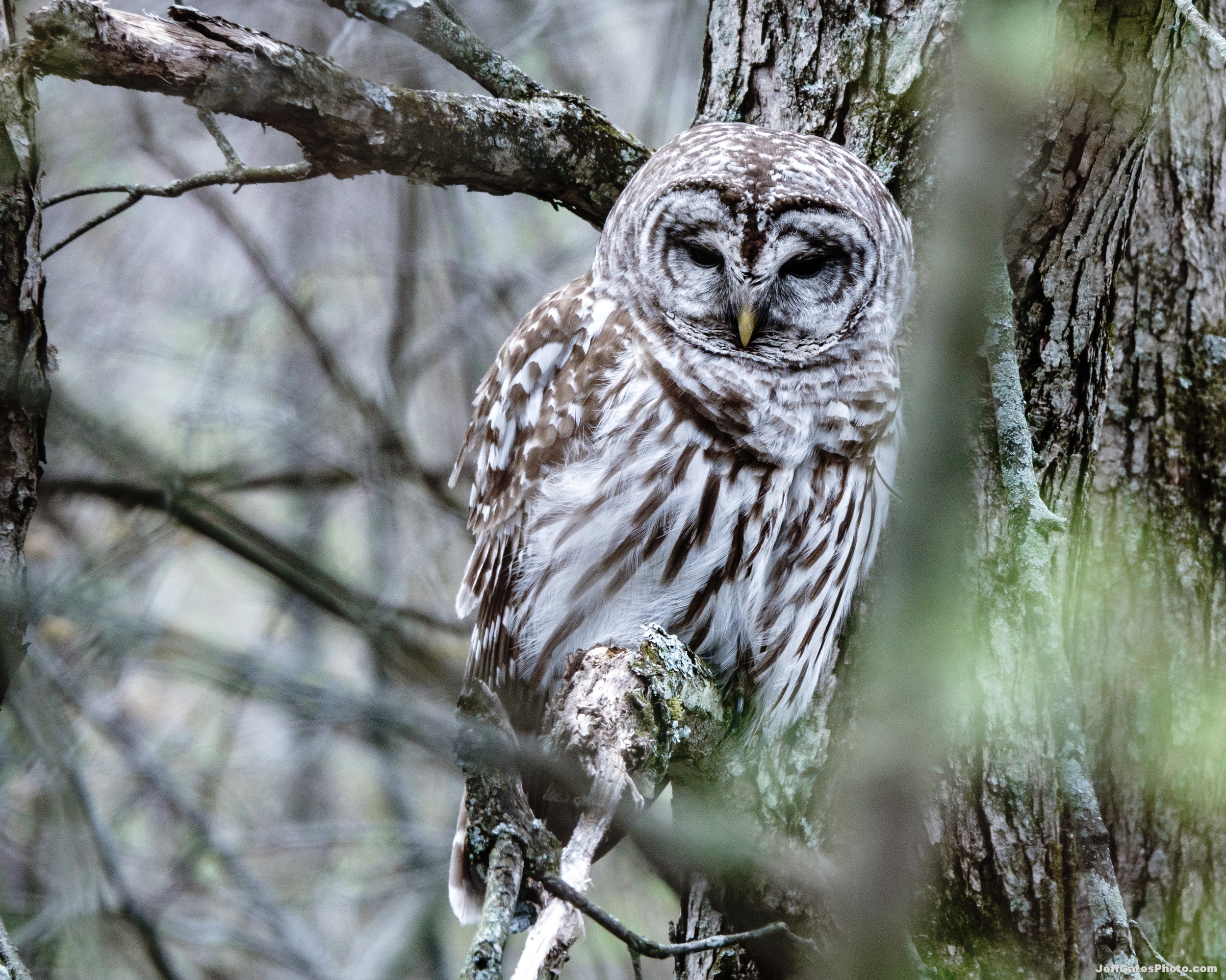 Barred Owl (Great Swamp, NJ)