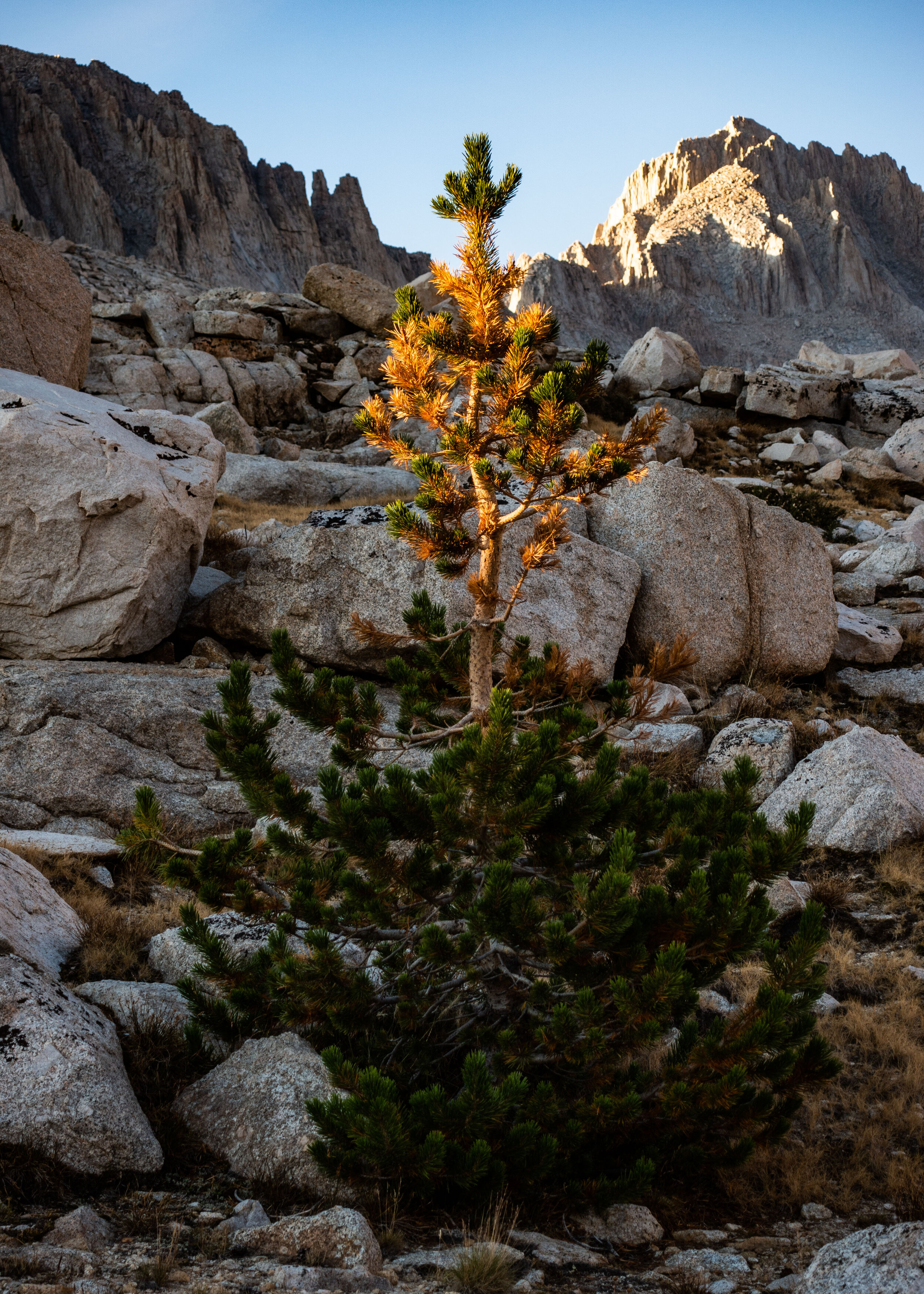 Tree in the Setting Sun
