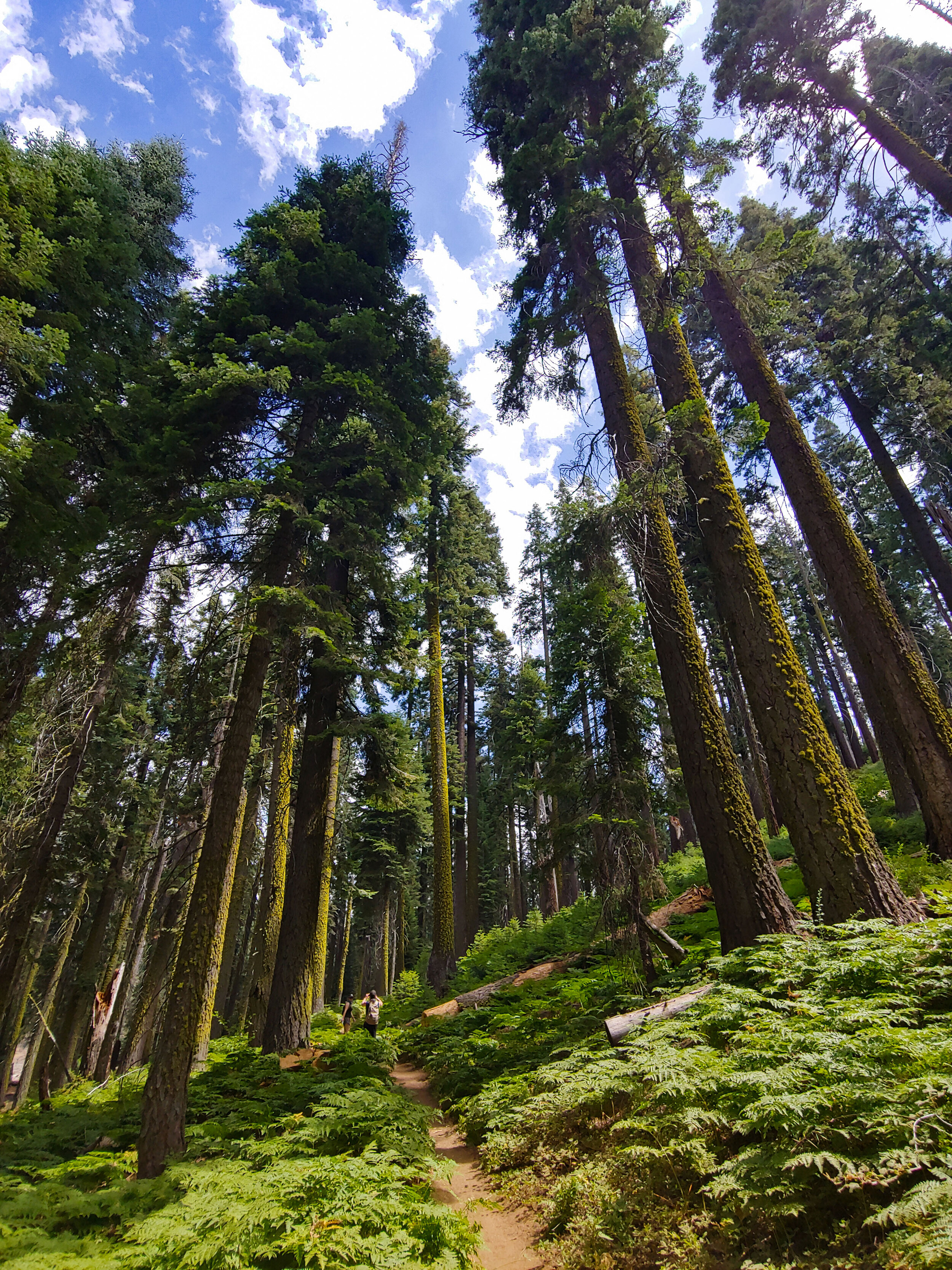 Into the Forest