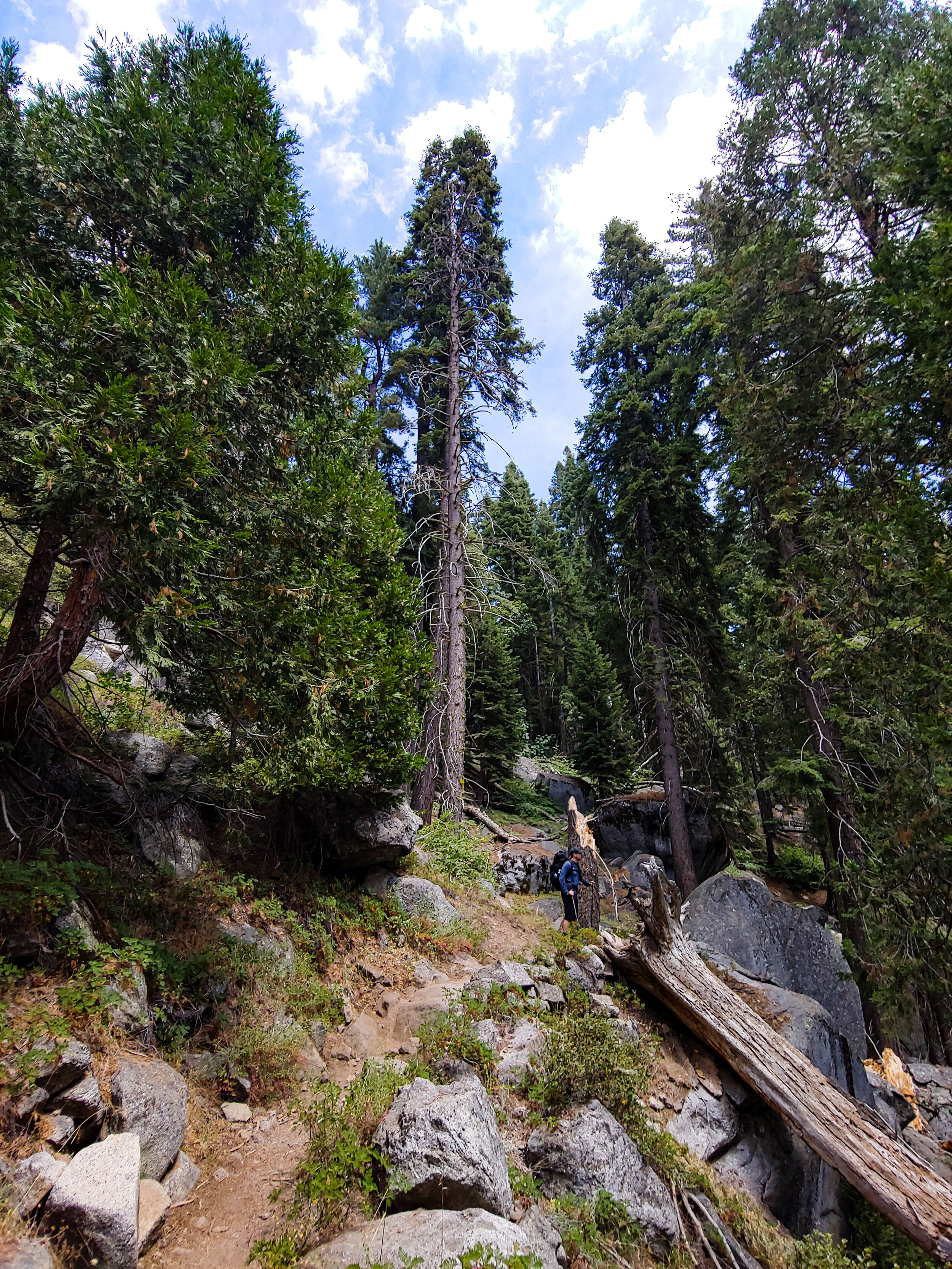 Walking among the Sequoias