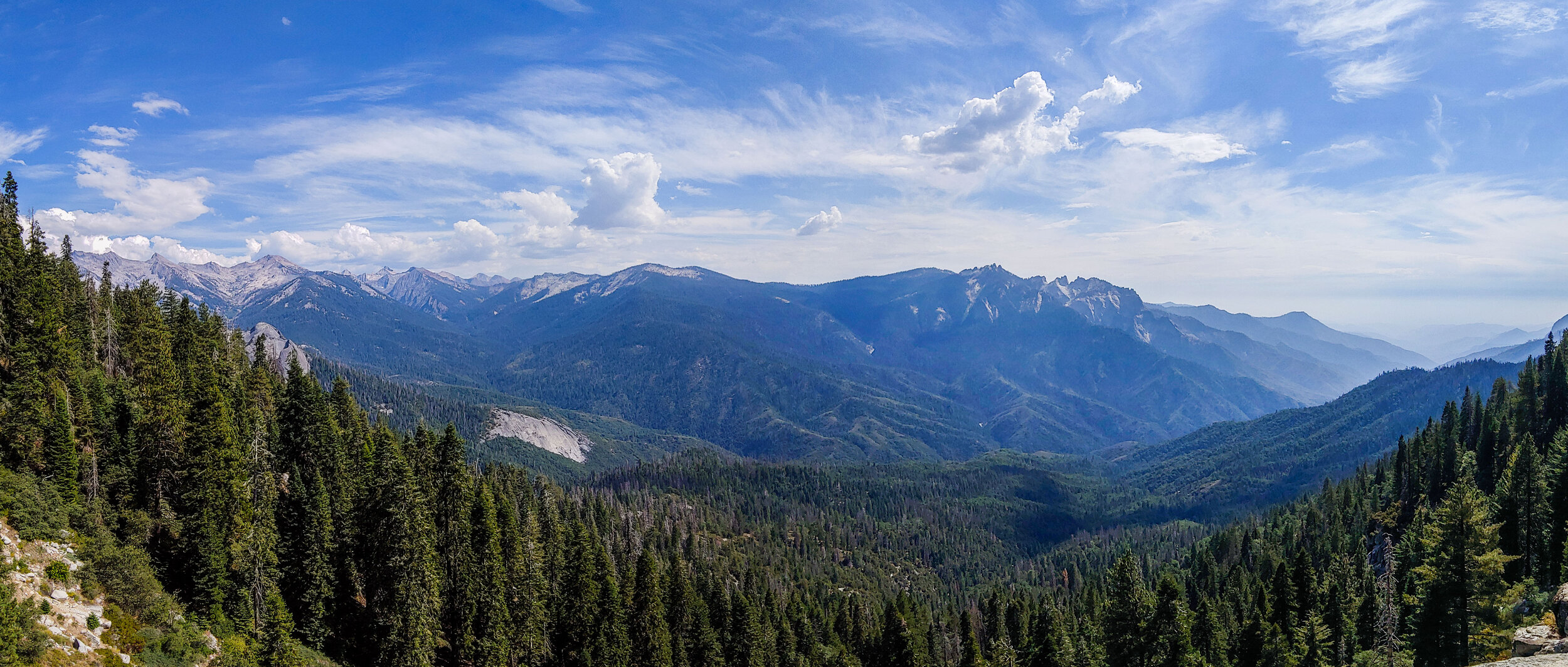 Endless Forest