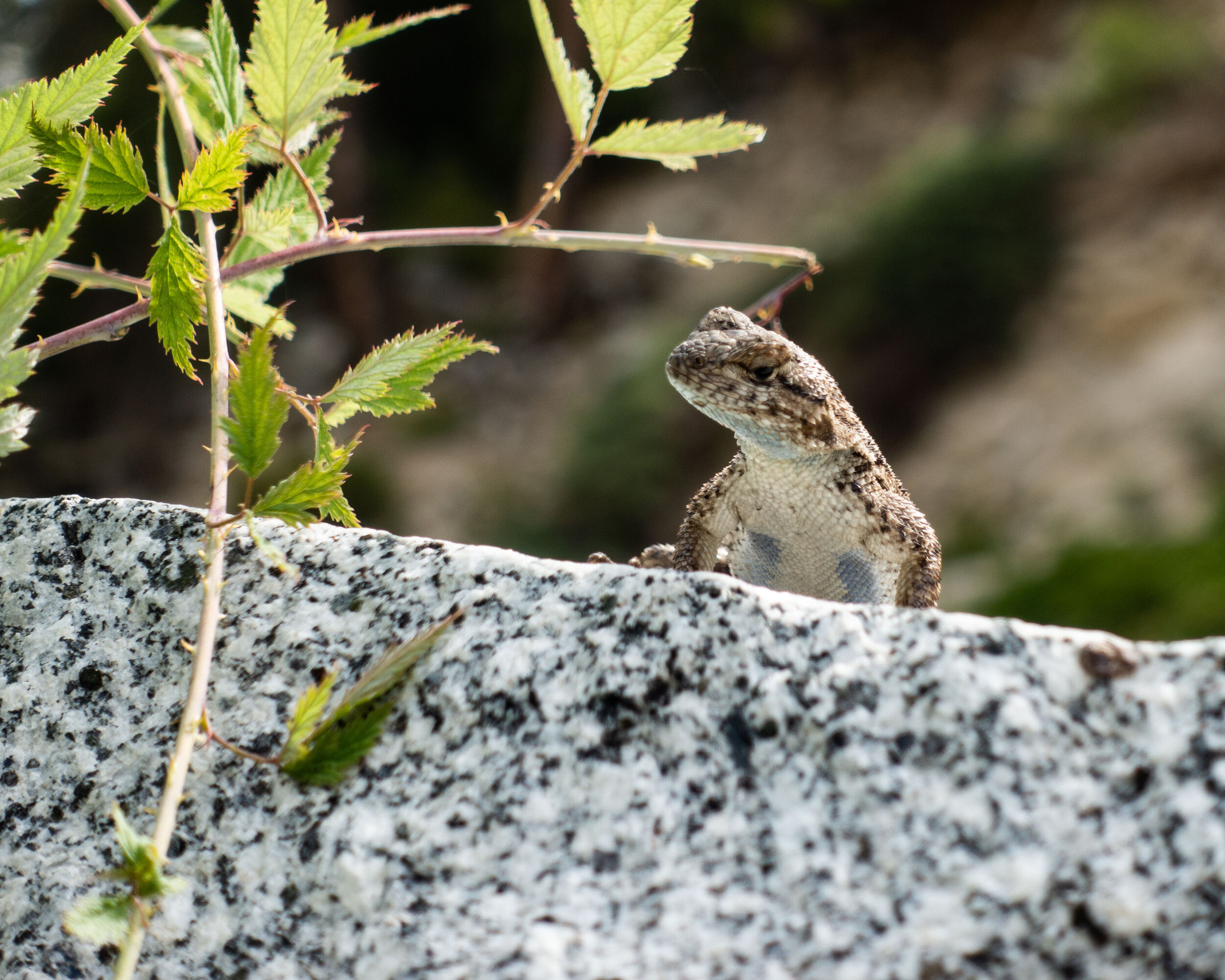 Sunbathing Lizard