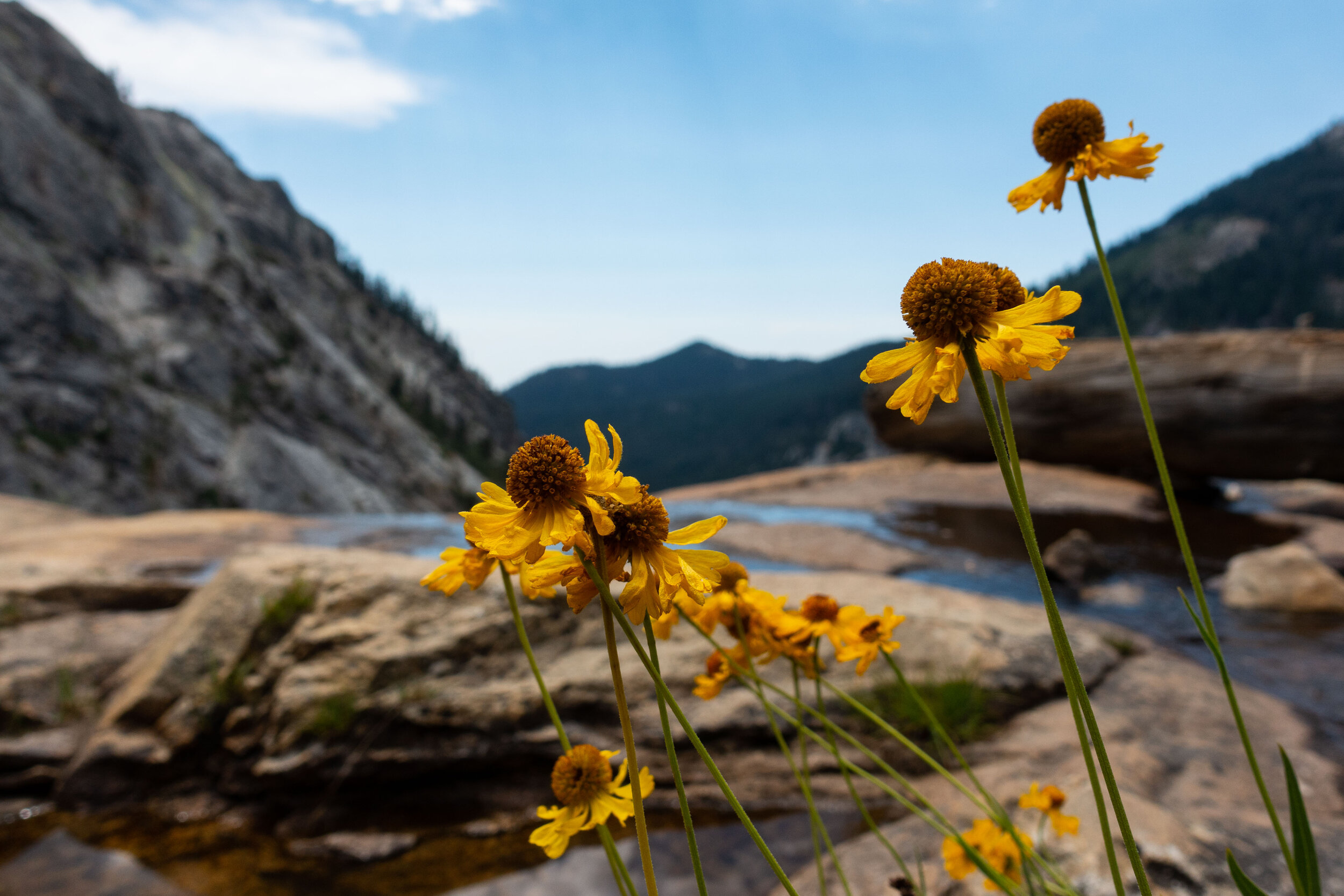 Mountain Flowers