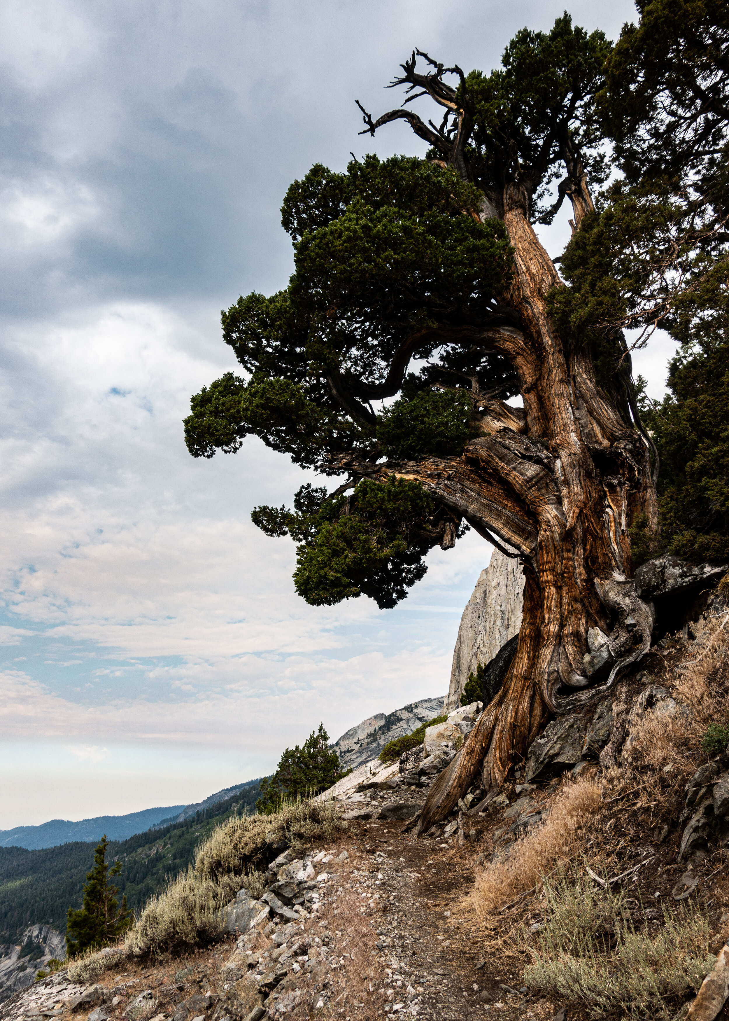 Tree on the trail