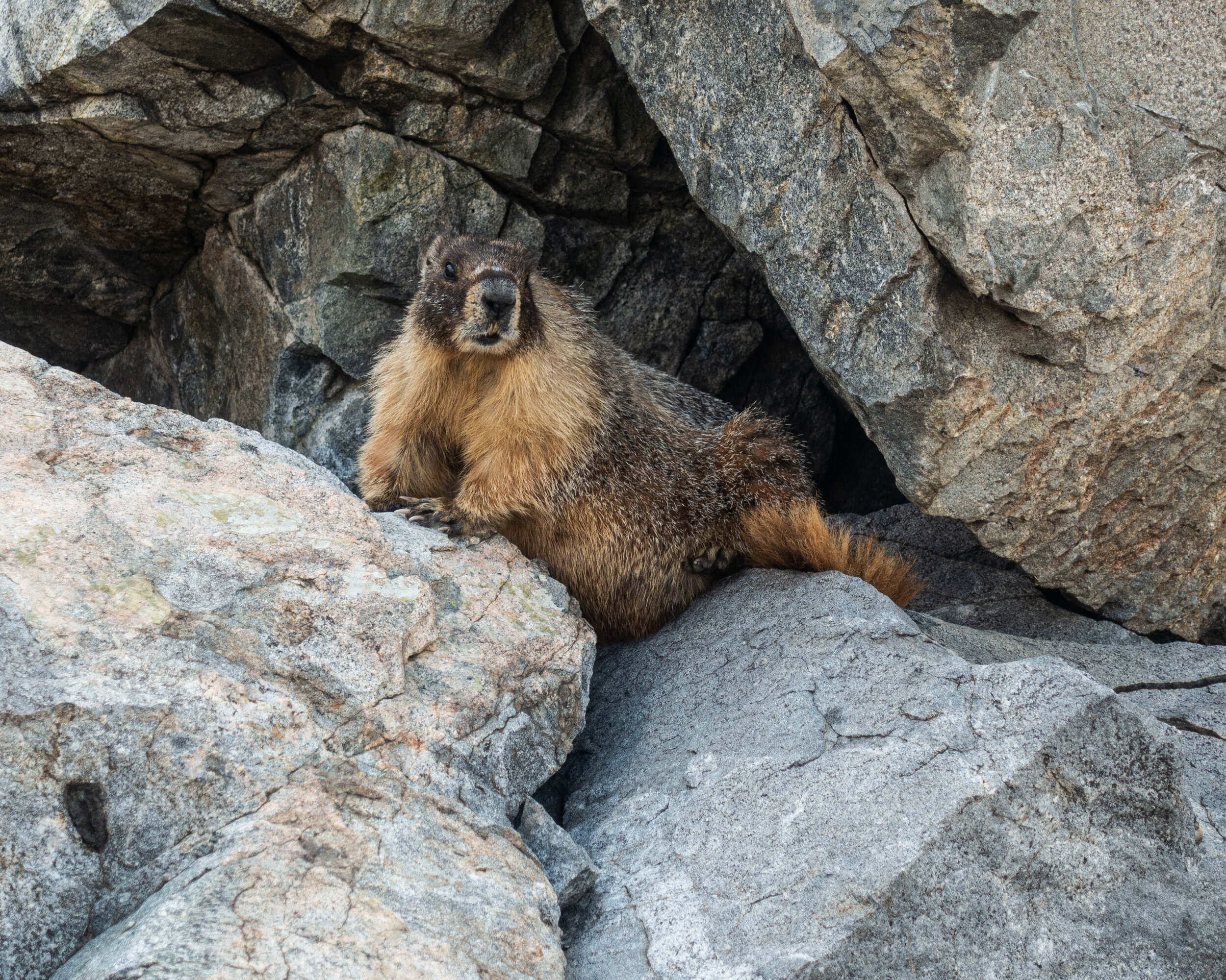 Marmot Near Precipice Lake