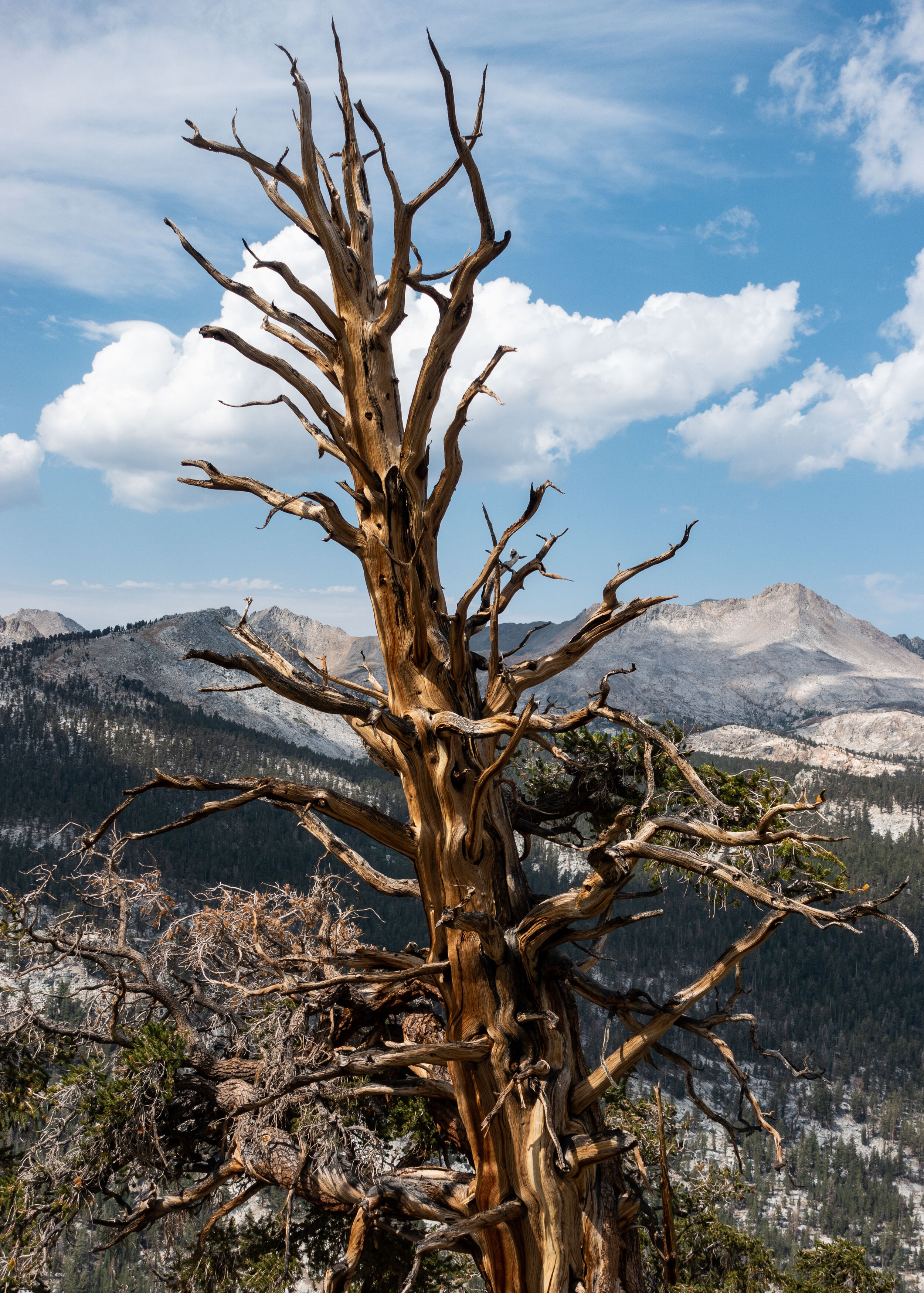 Dead Tree over Big Arroyo