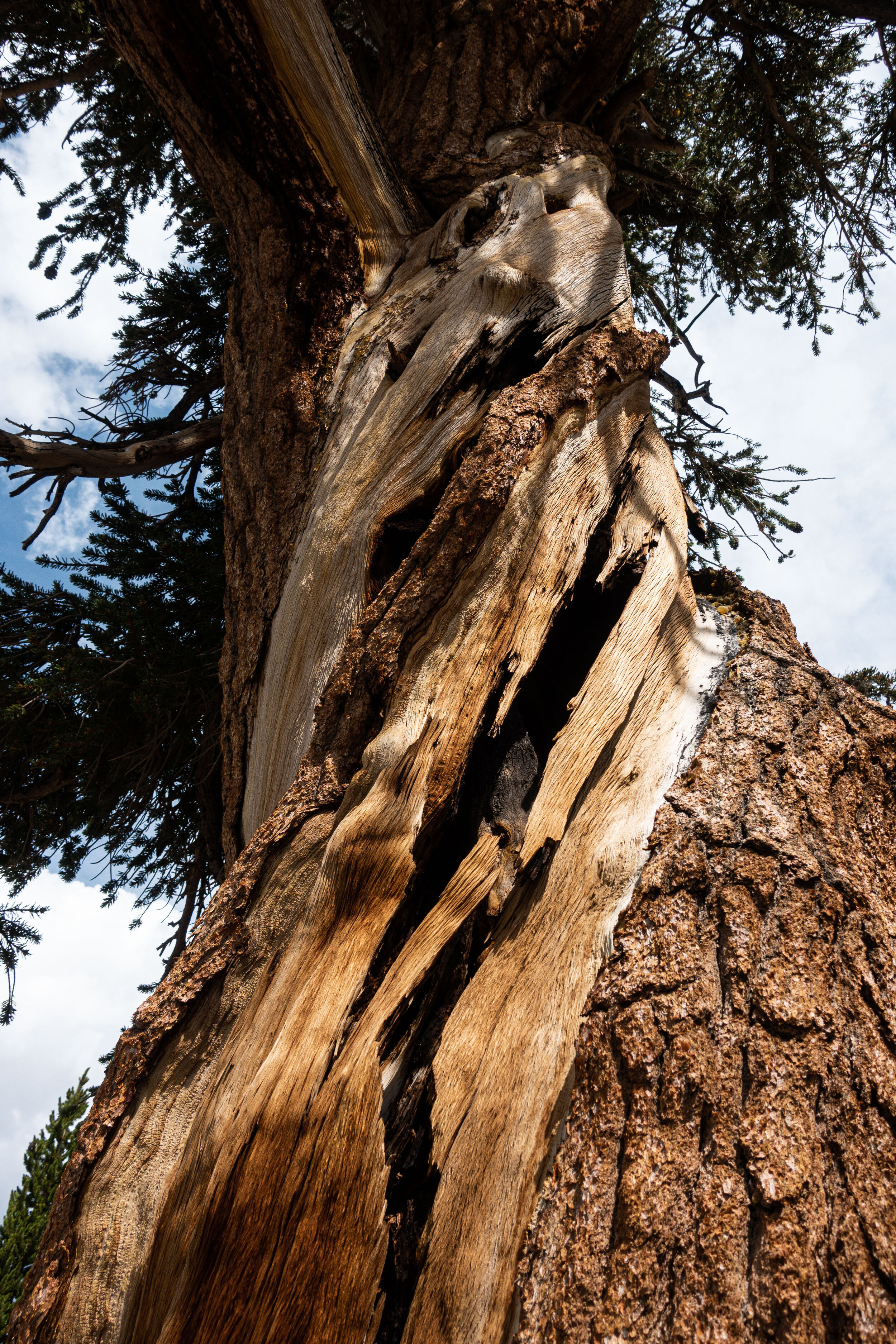 Twisted Trees