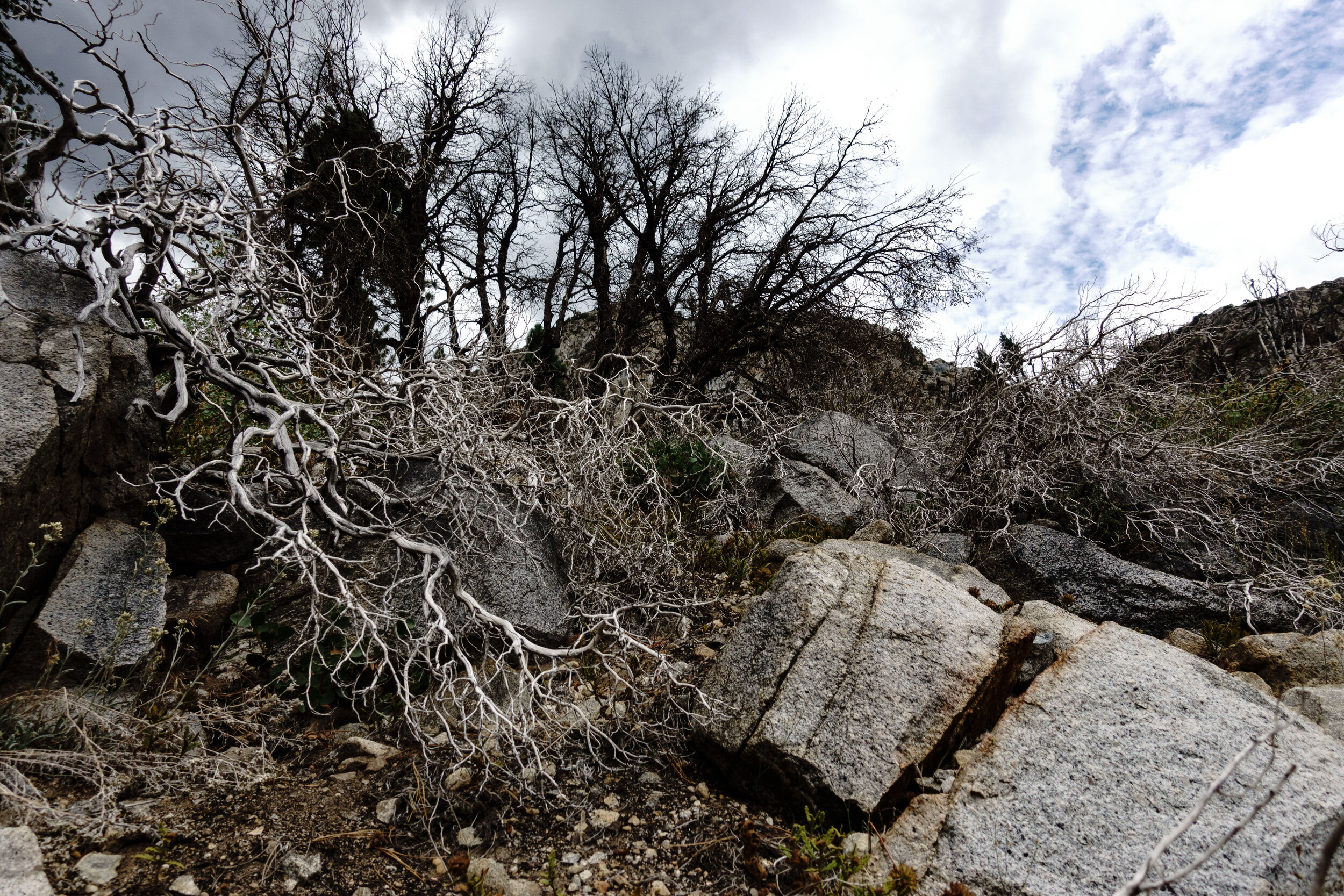 Sierra Shrubs