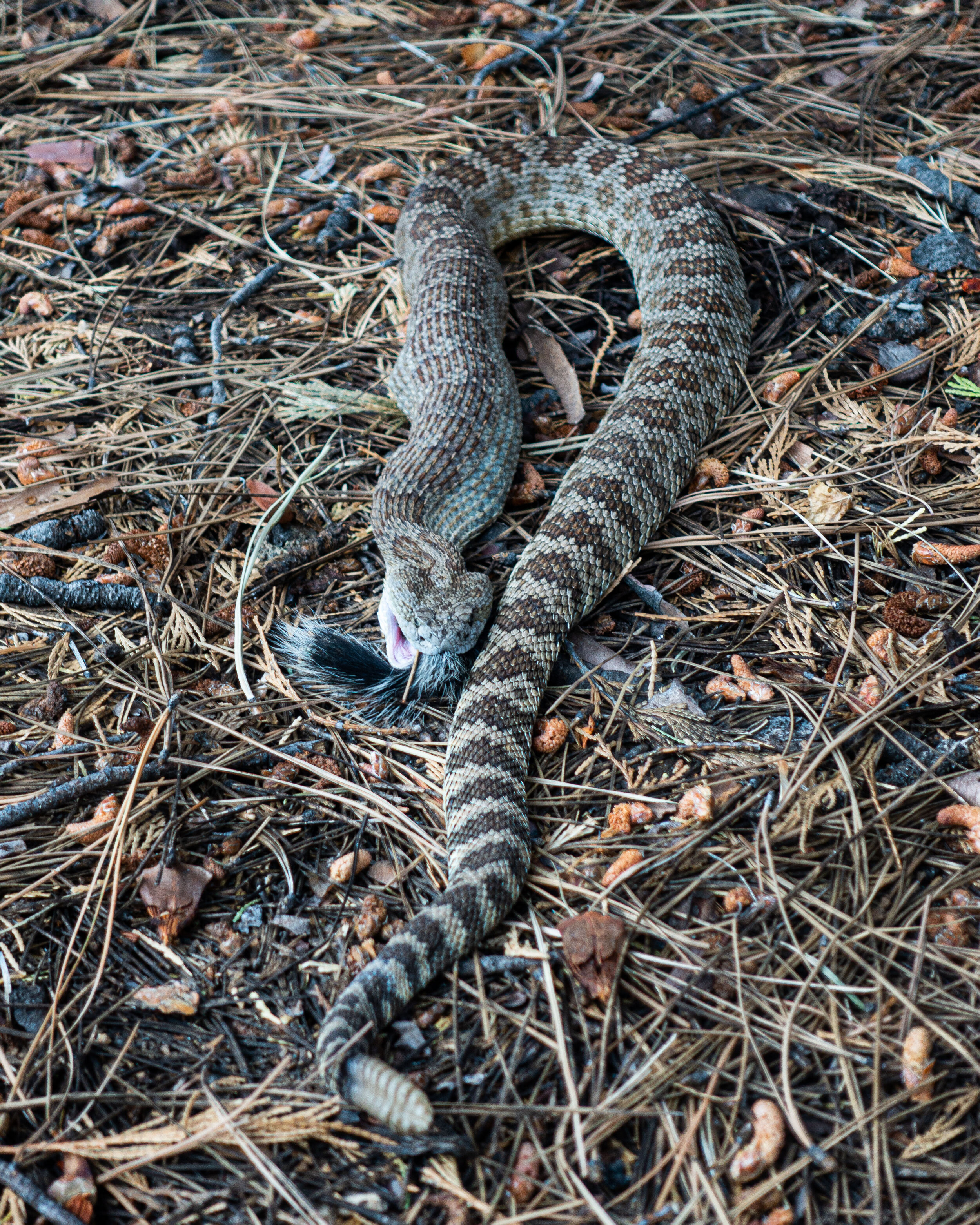Kern Rattlesnake