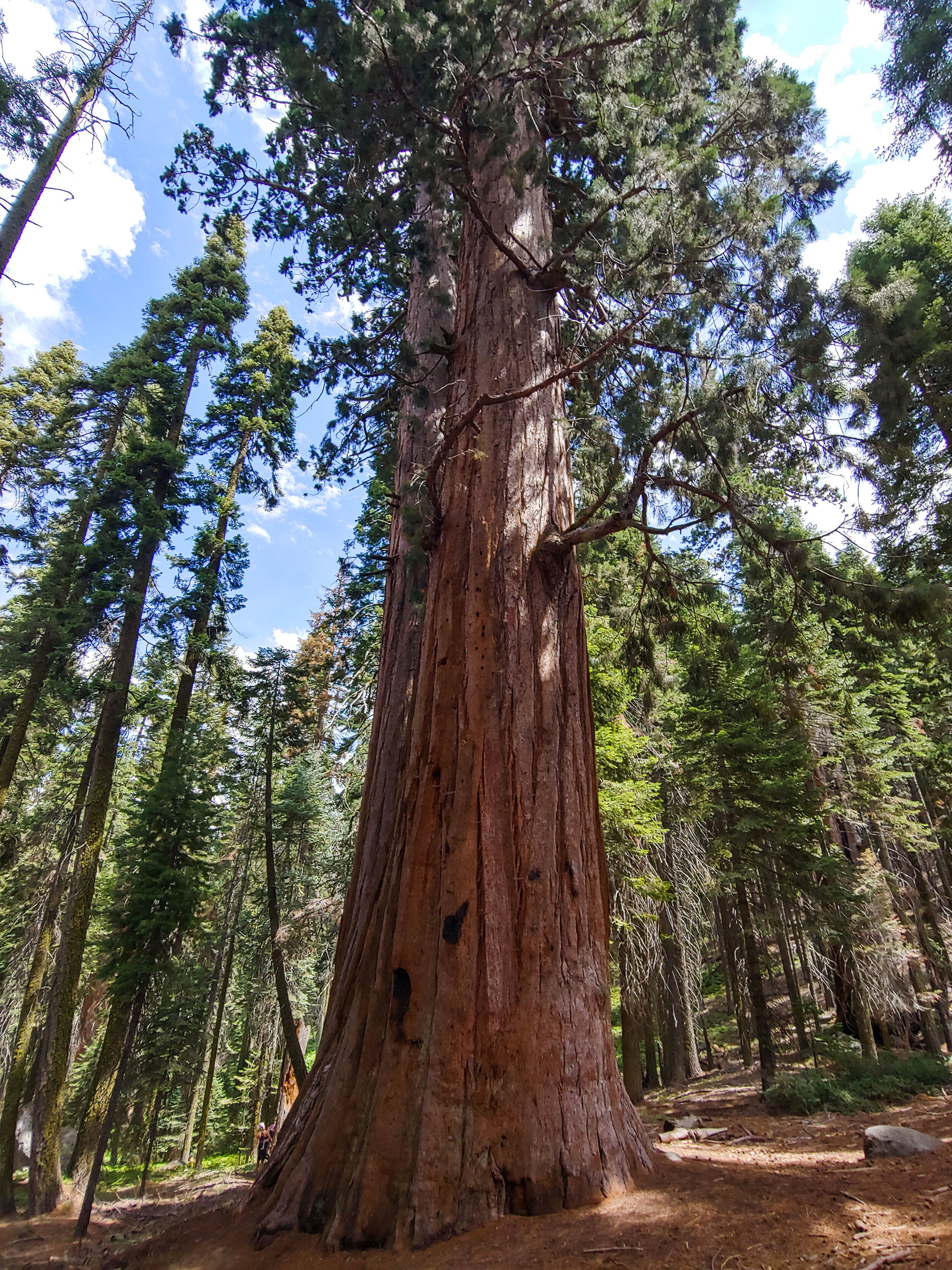 Giant Sequoia