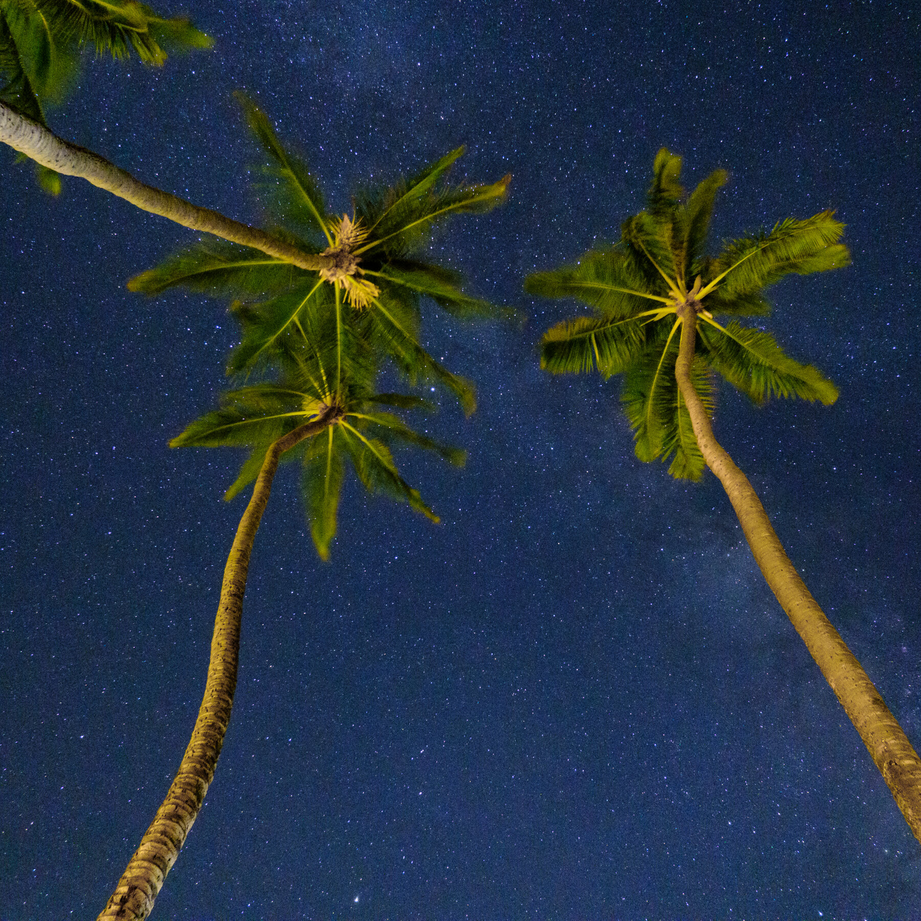 Stars and Palm Trees