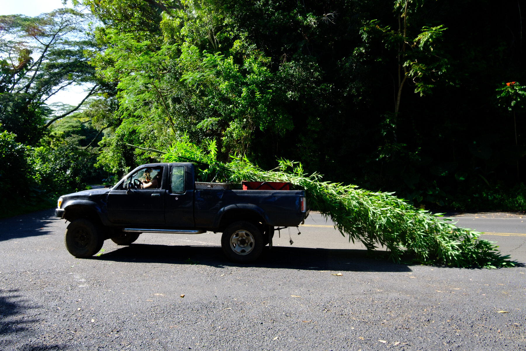 Hauling Bamboo
