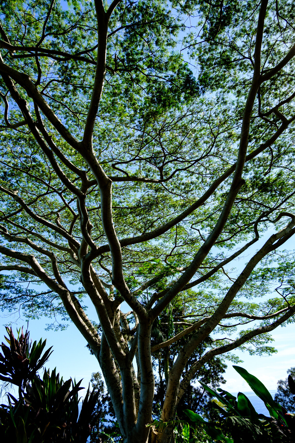 MAUI2021-11.jpg