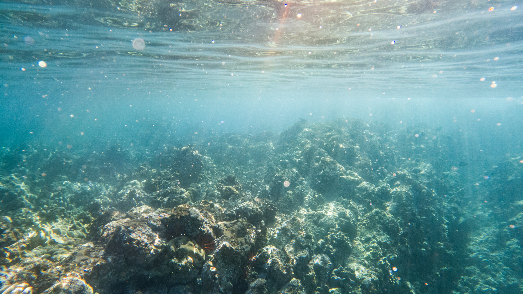 Snorkeling off Makena