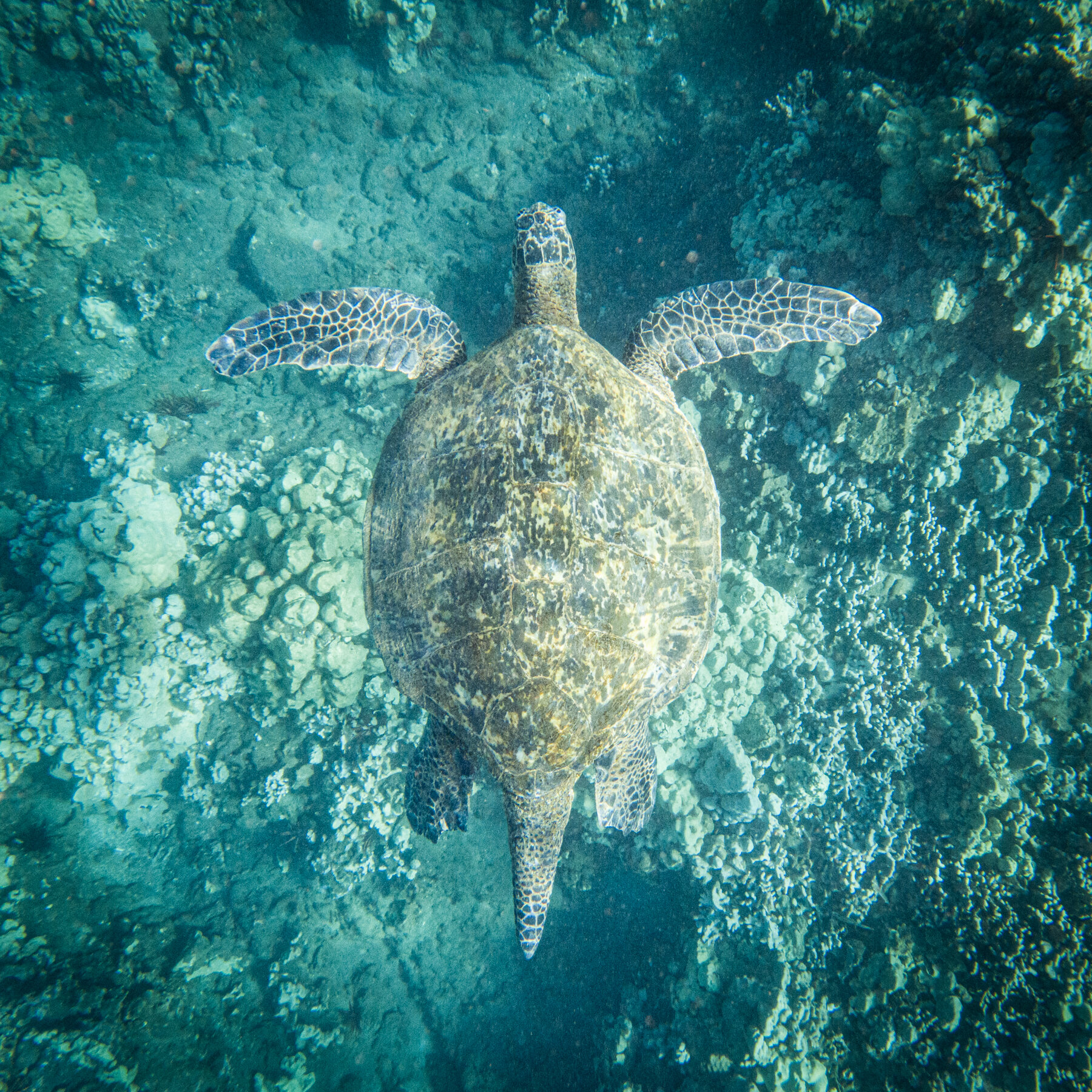 MAUI2021-45.jpg