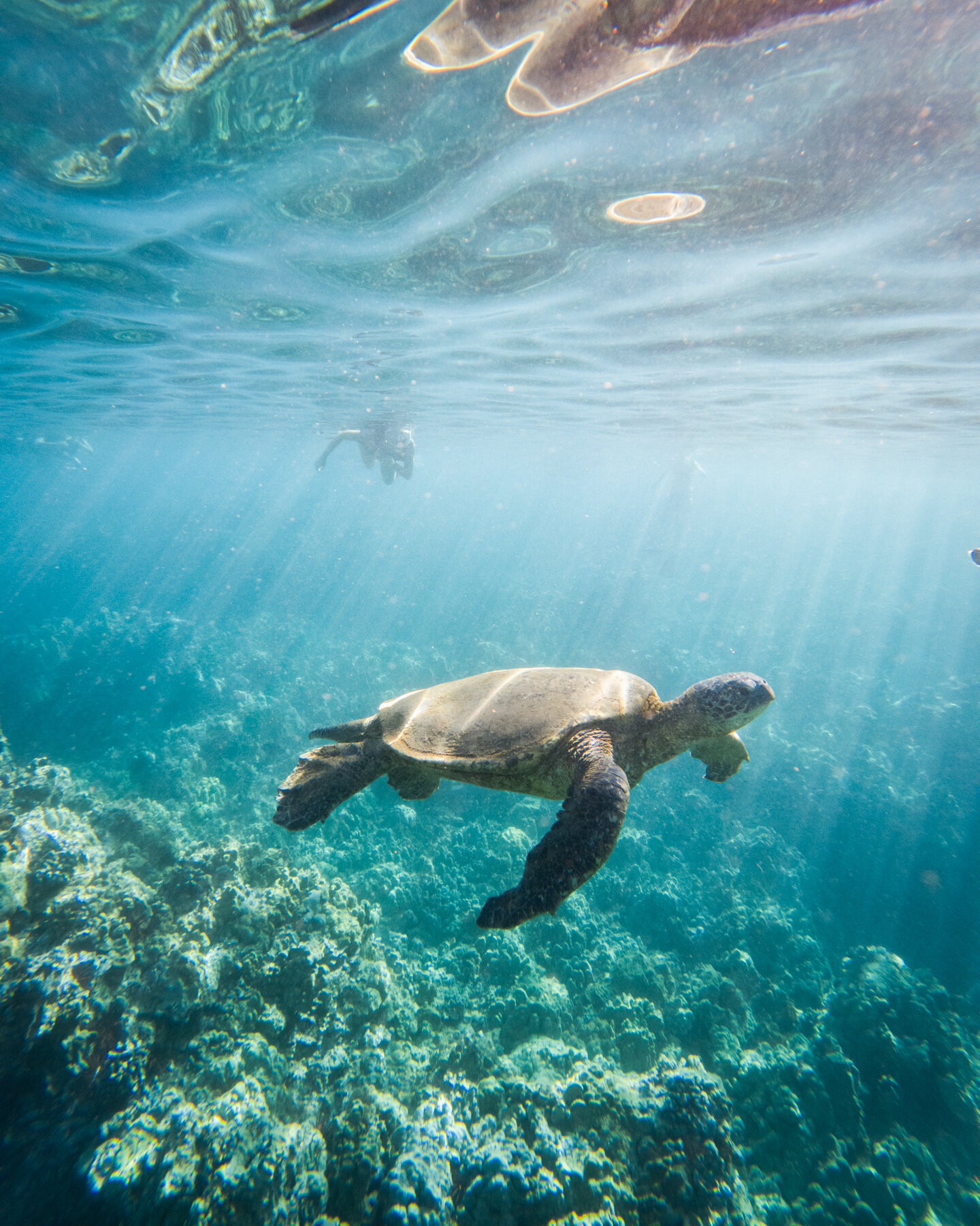 MAUI2021-47.jpg
