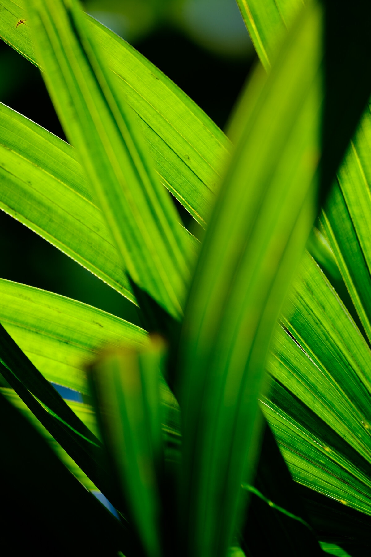 MAUI2021-49.jpg