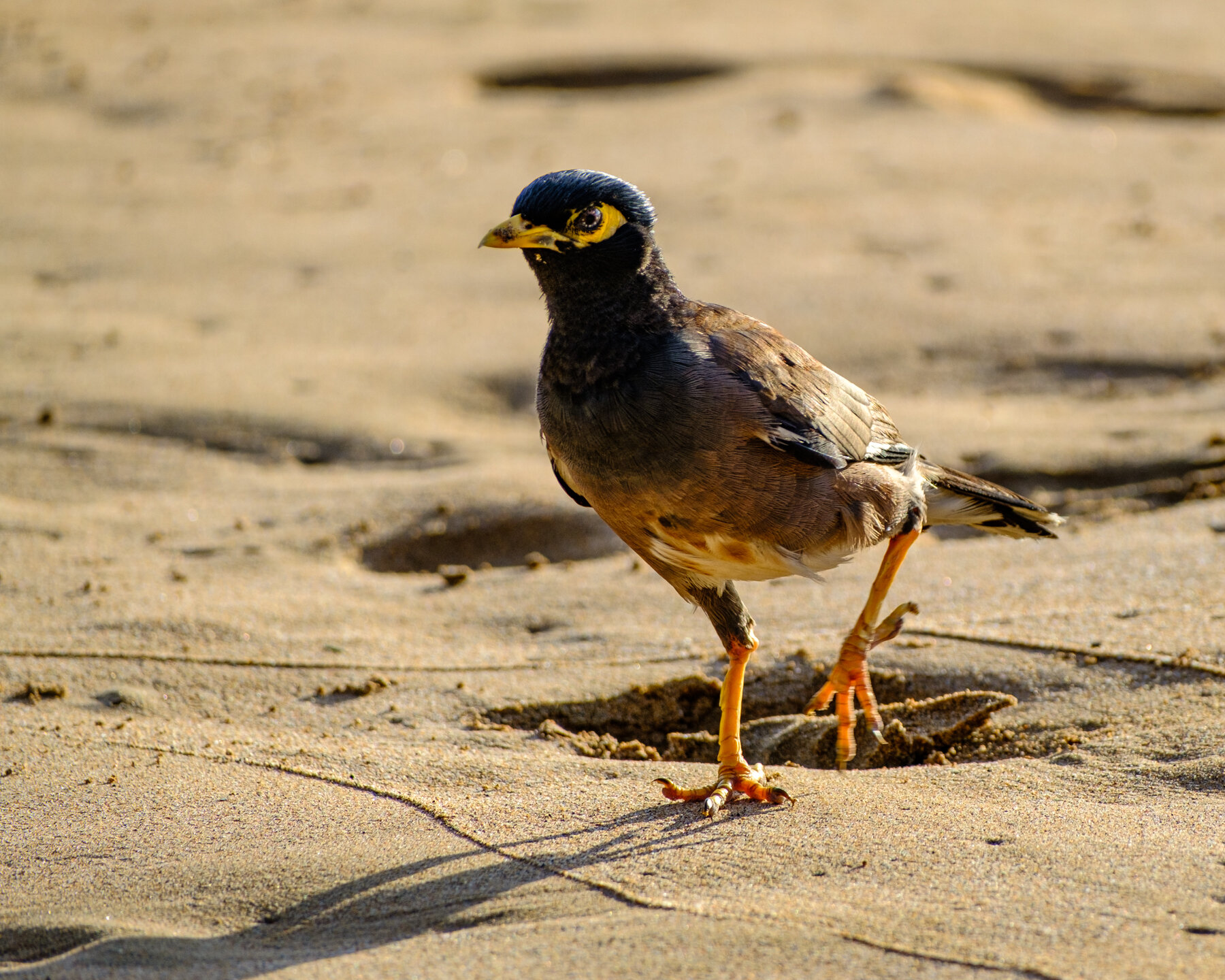 Mynah Bird on the Beach