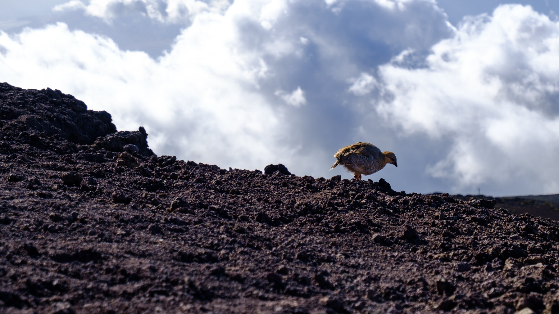 MAUI2021-67.jpg