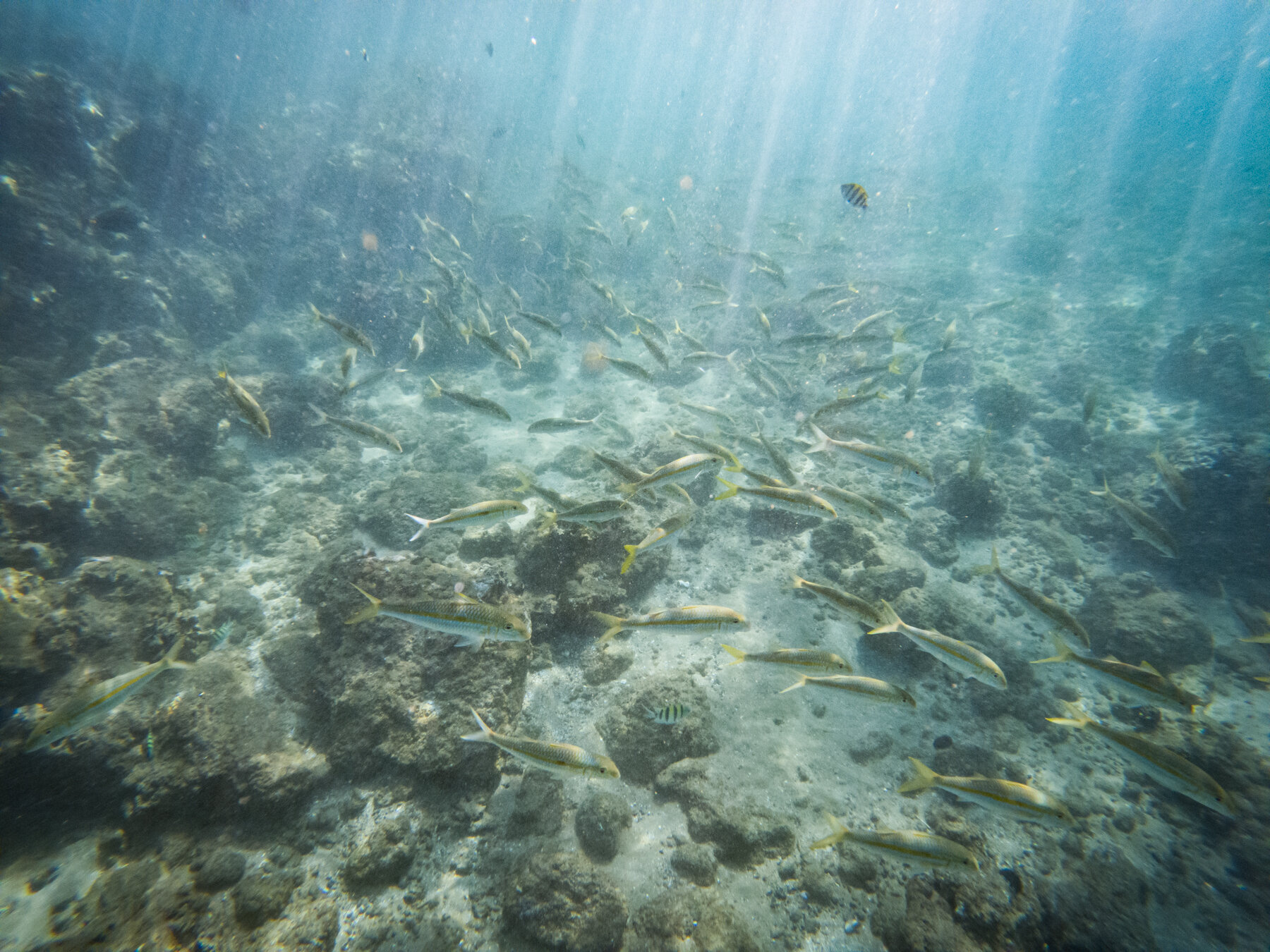 Reef near Wailea