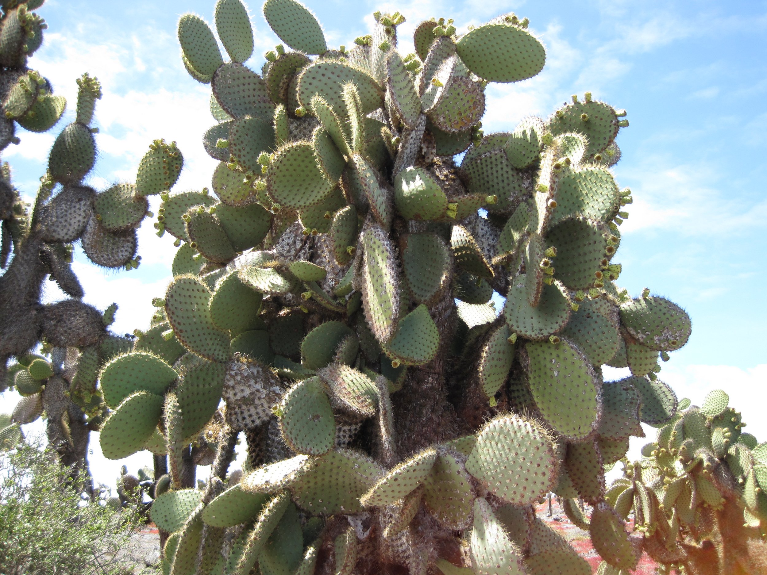 Galapagos, 2011