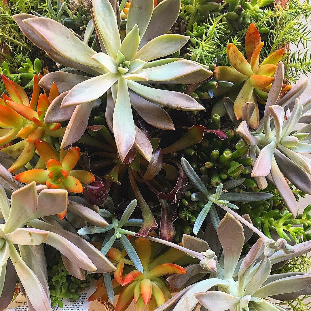 It may be gloomy out but it&rsquo;s never too early to get a jump start on spring! Many Fountains and pottery in stock to choose from. Come visit us! #paradisefountains #orangecounty #fountains #pottery #succulents #springtime #homeimprovement