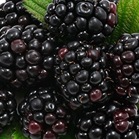 BLACKBERRY 35-40 lbs