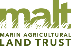 malt-logo.png