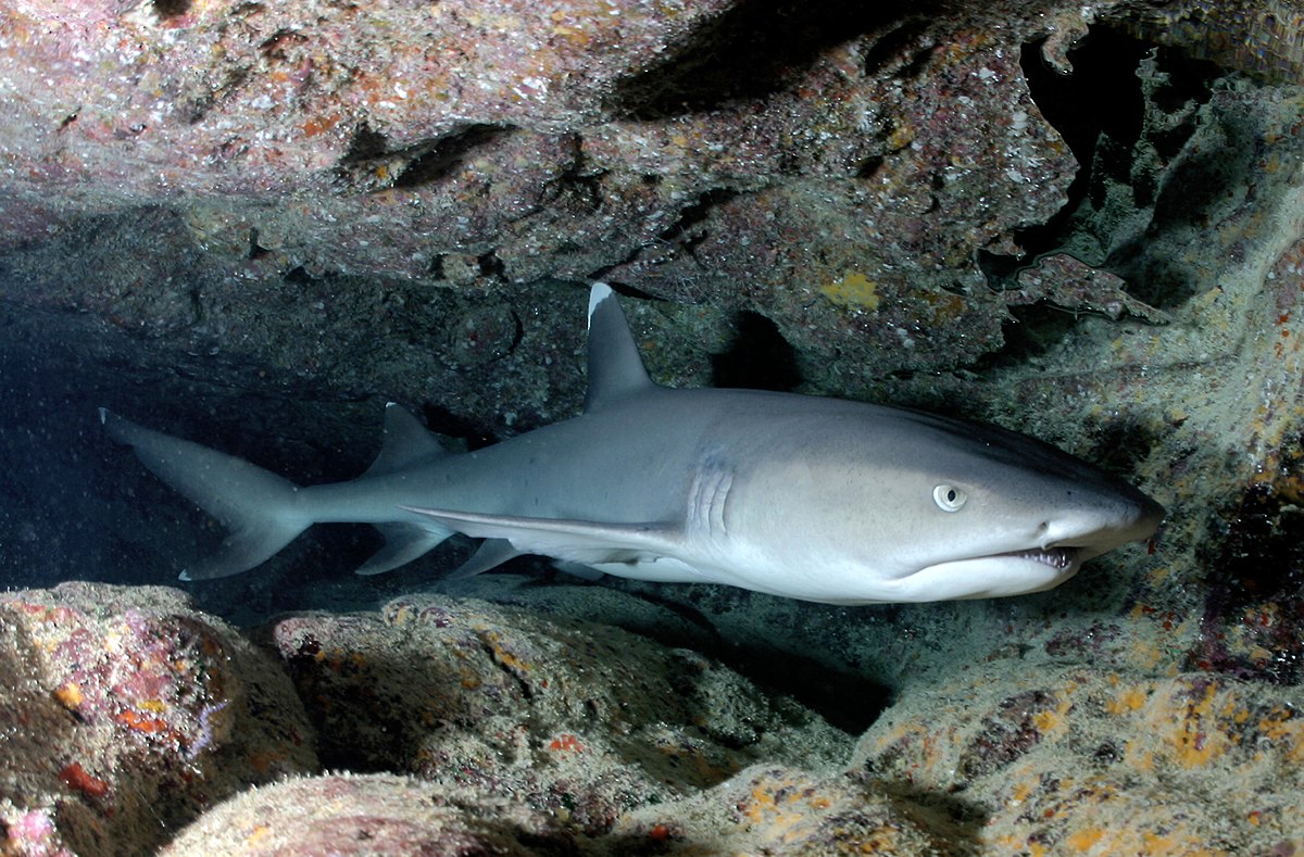 White-Reef-Shark.jpg