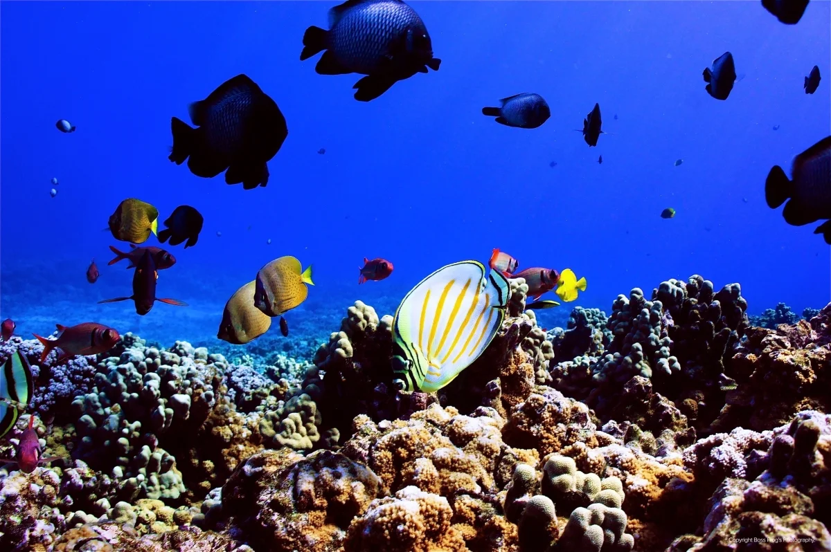 Snorkel Molokini Maui